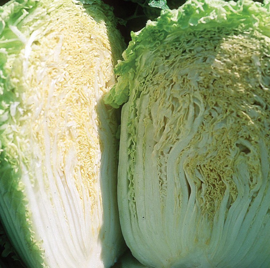 Minuet Chinese Cabbage