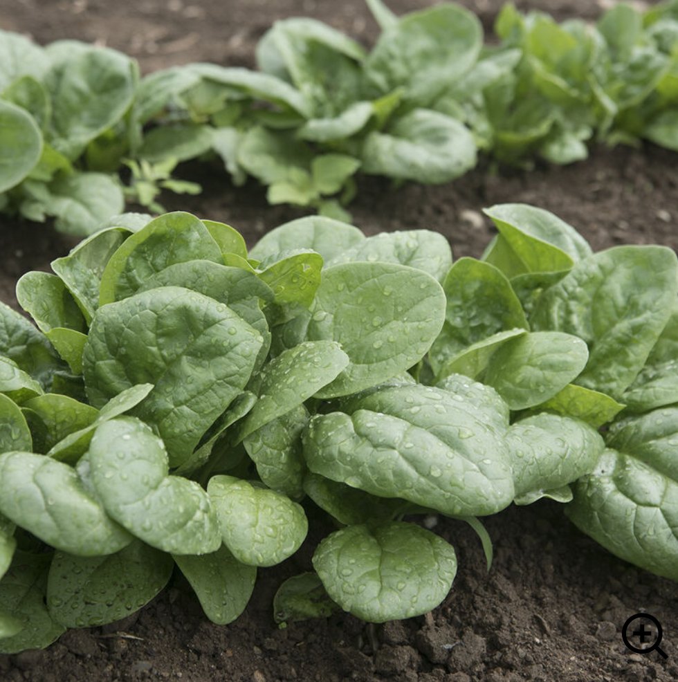 Spinach