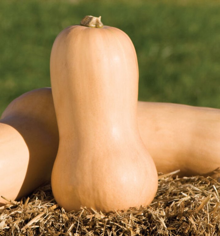 Butternut Squash