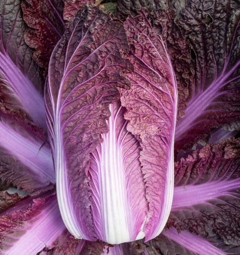 Merlot Chinese Cabbage