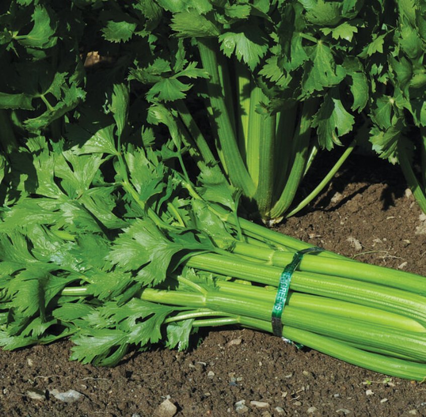 Celery