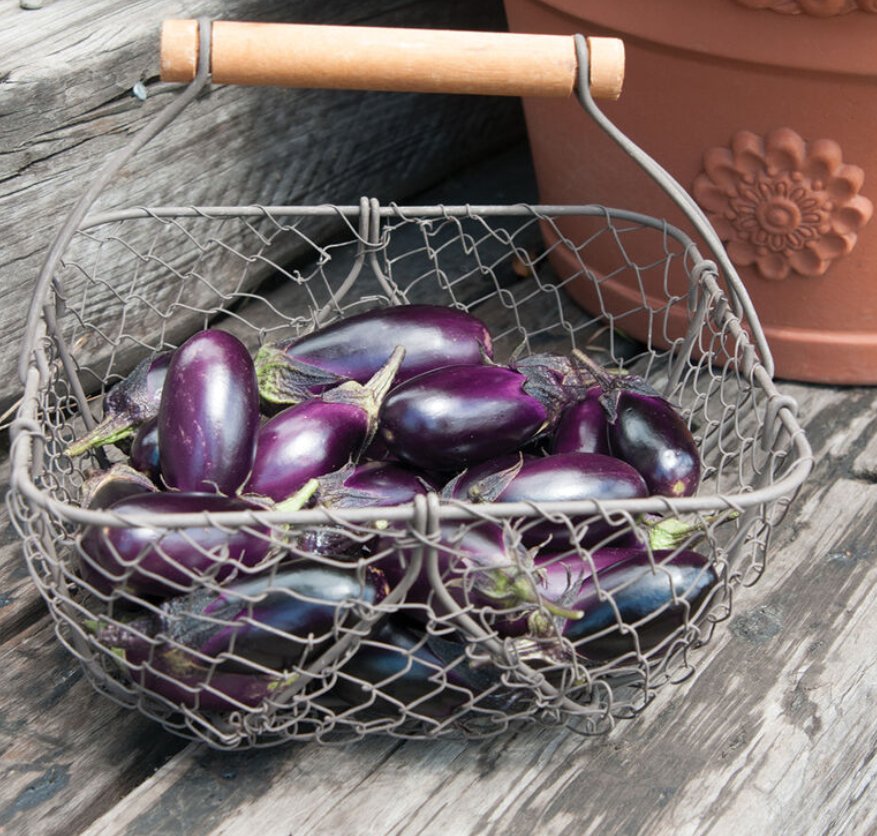 Patio Baby Eggplant