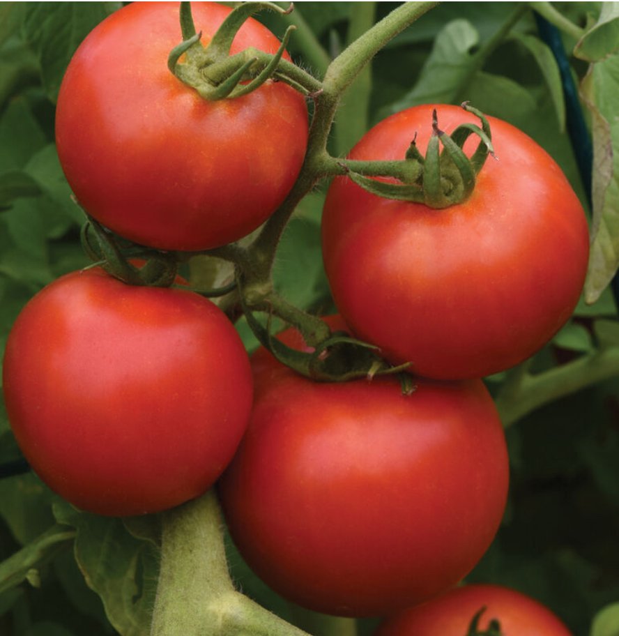 Early Girl Tomato