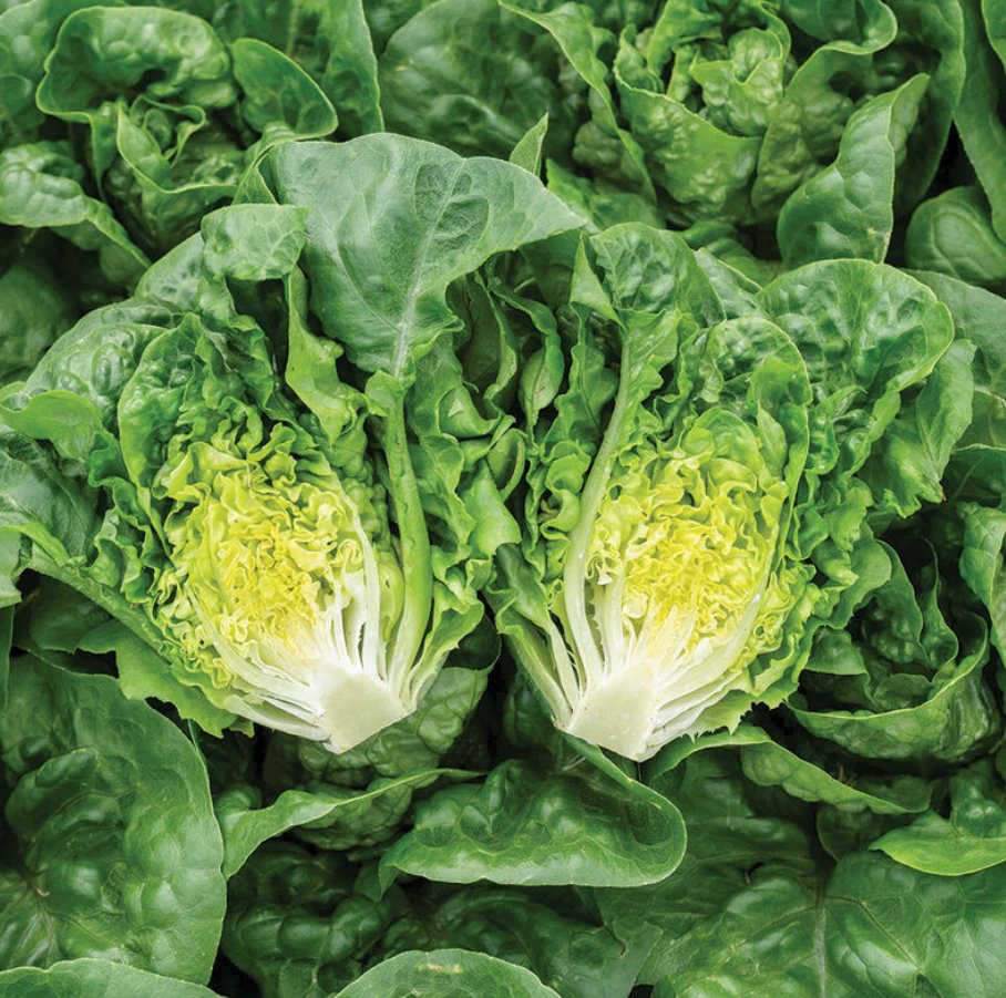 Gatsbi Lettuce
