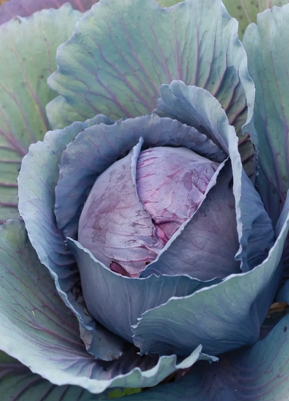 Salad Delight Cabbage