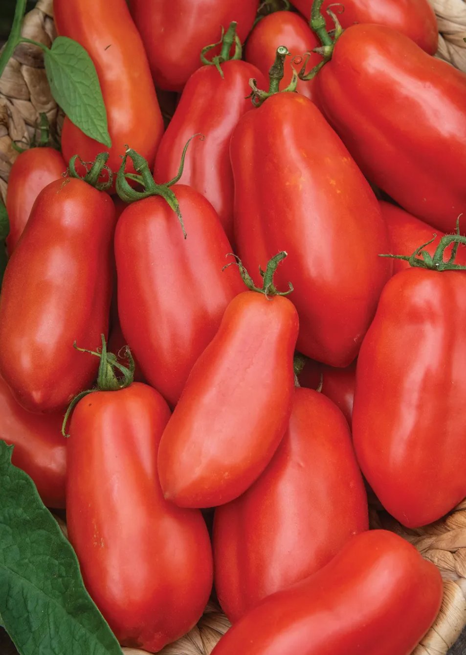 San Marzano Roma Tomato