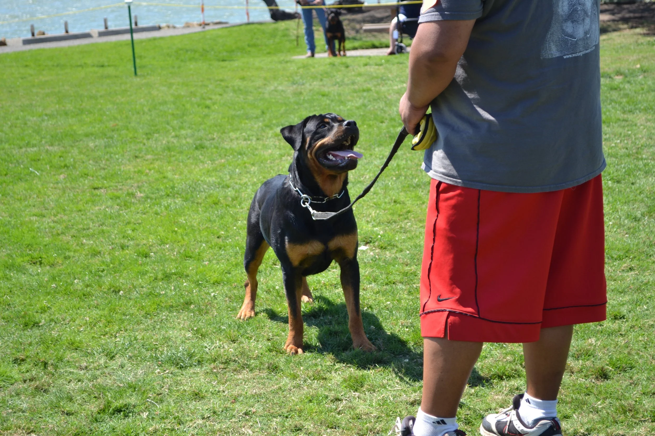 Wu-Tang Rottweilers