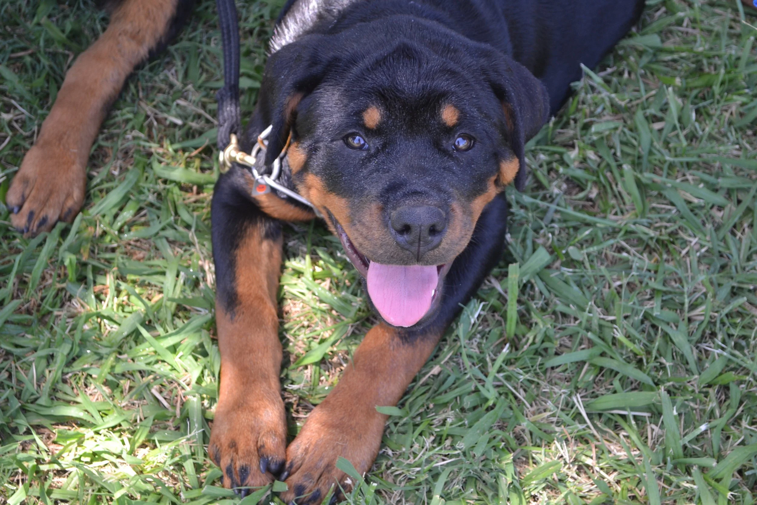 Wu-Tang Rottweilers