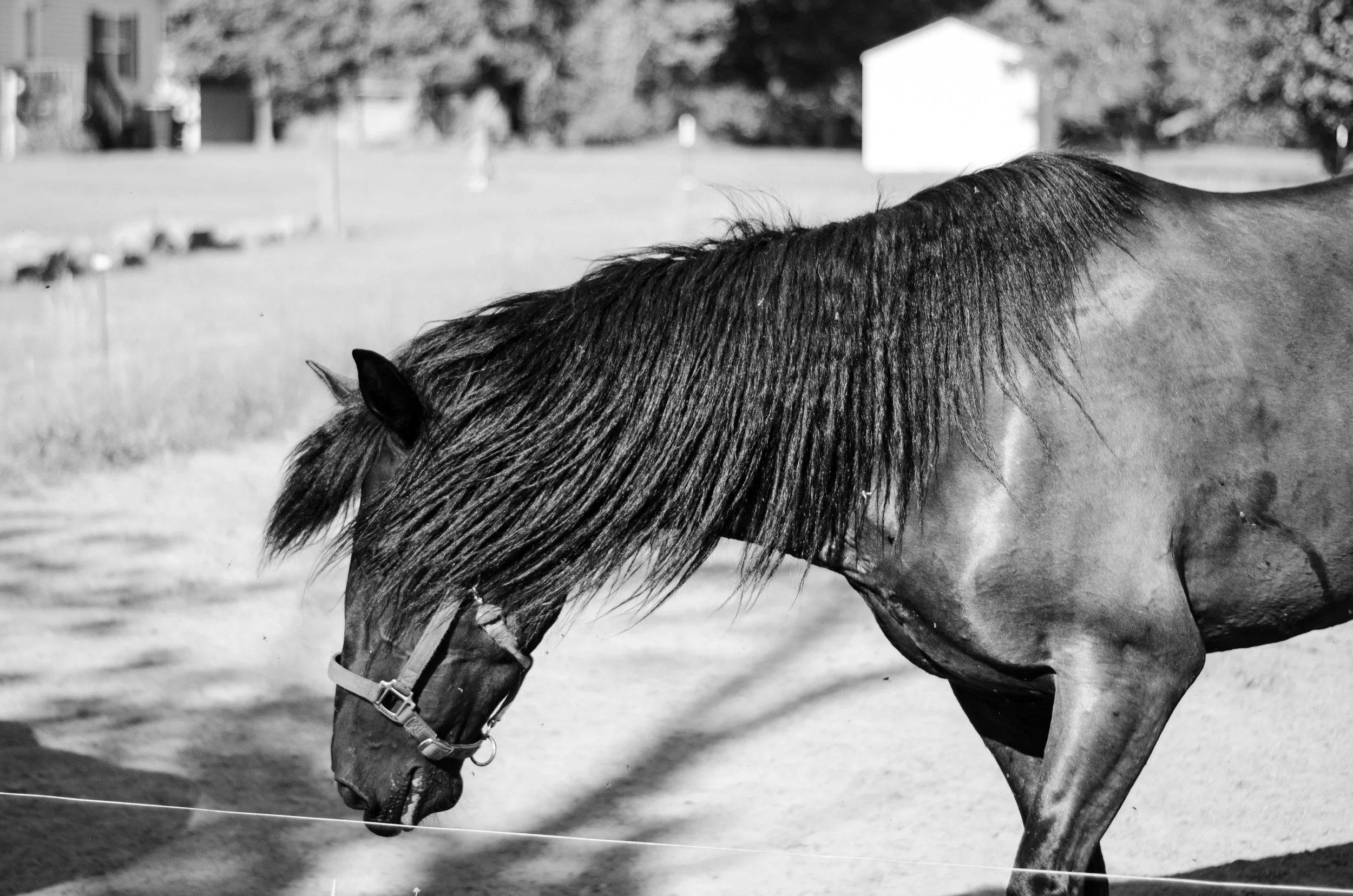 DSC_0507.jpg