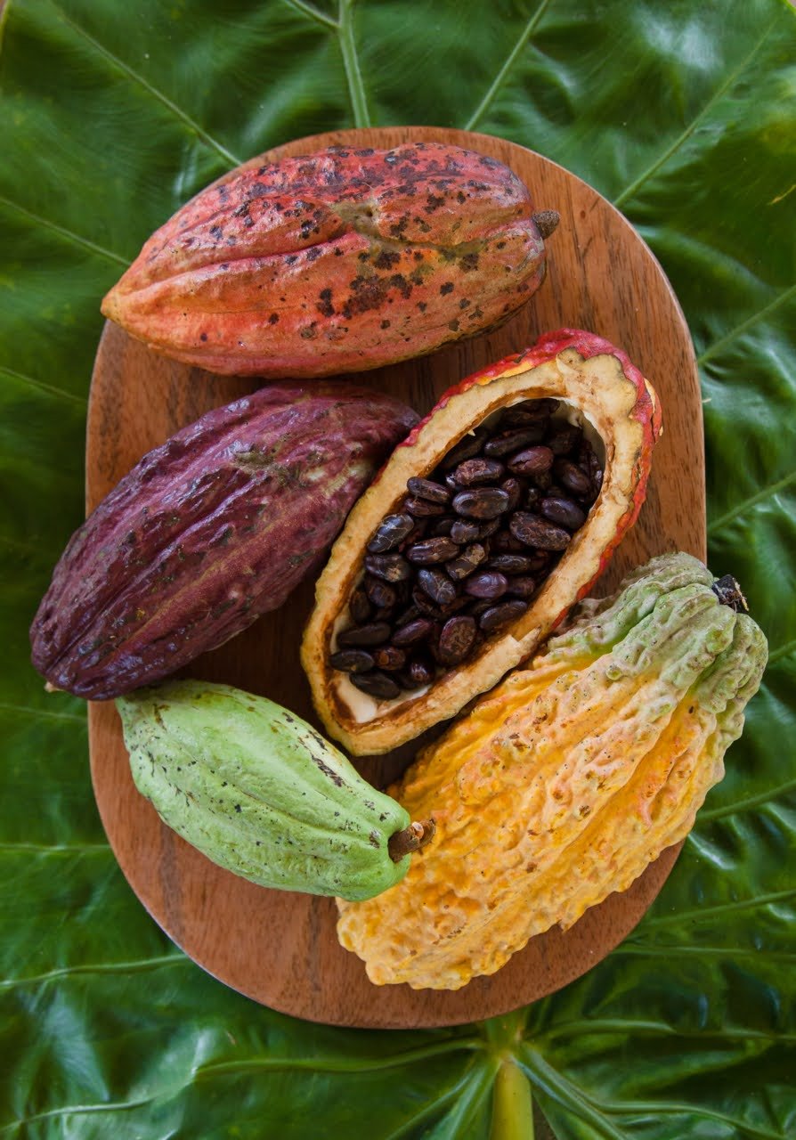 Cacao 2.jpg
