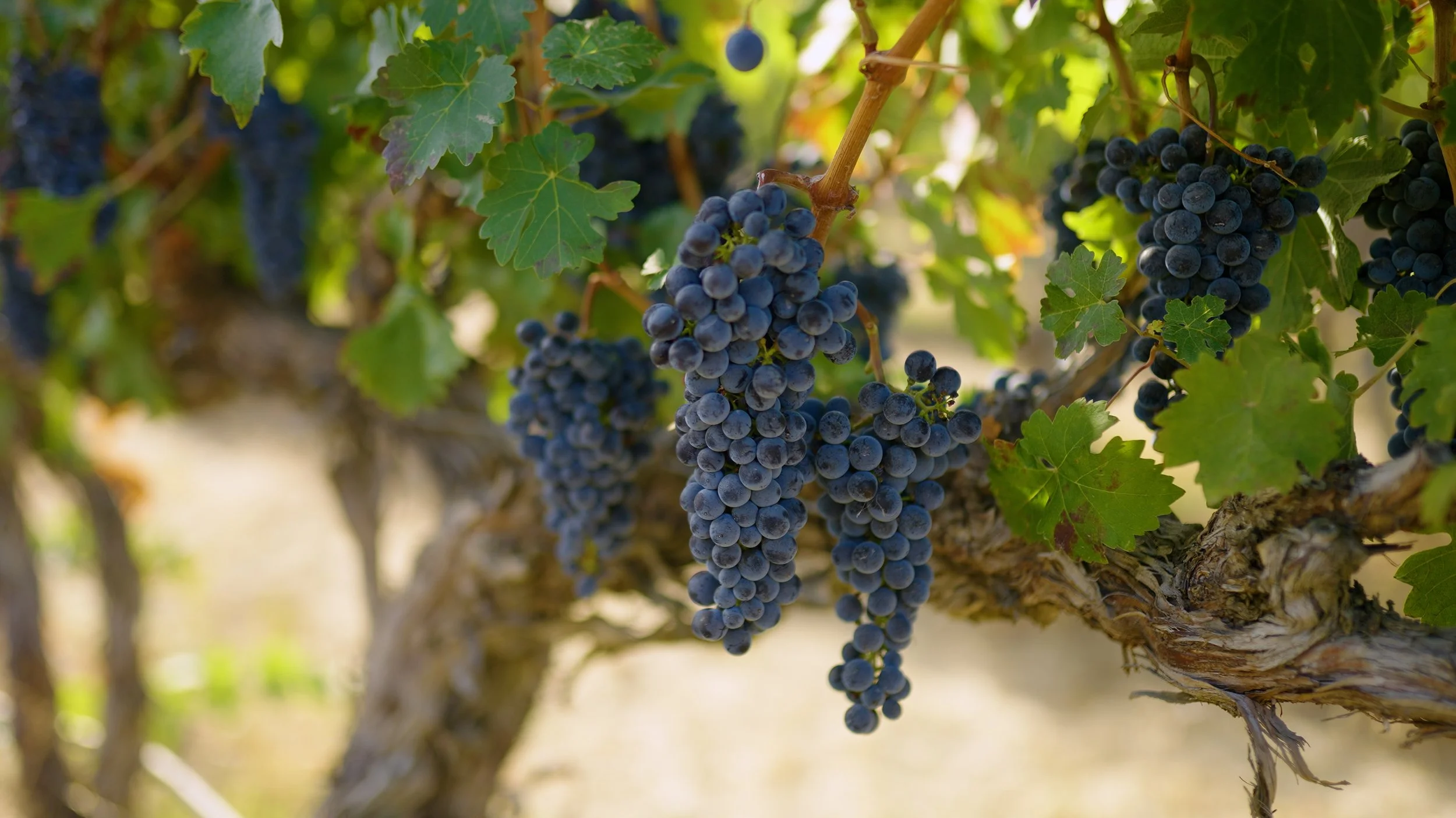 ALL FOOTAGE.00_21_47_22.Still009.jpg