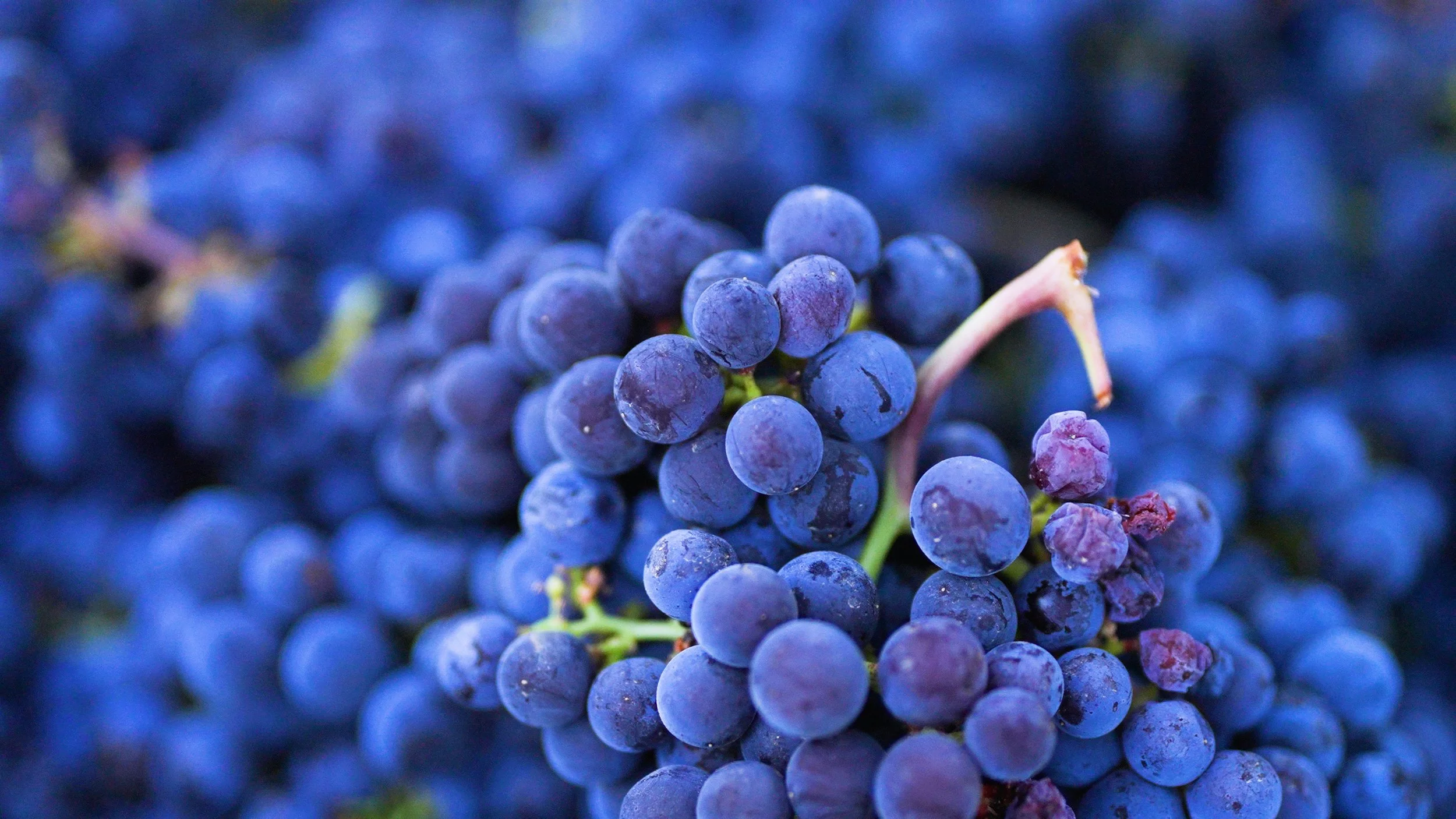 Zoomed in image of harvested red grapes from Valo's vineyards