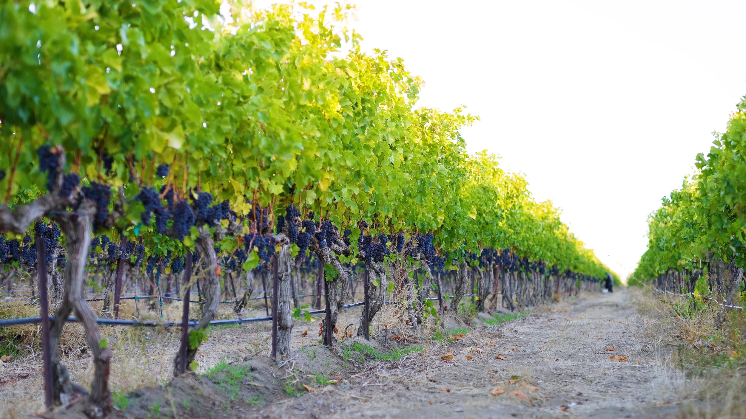 Vineyard row of red grapes for Valo wine