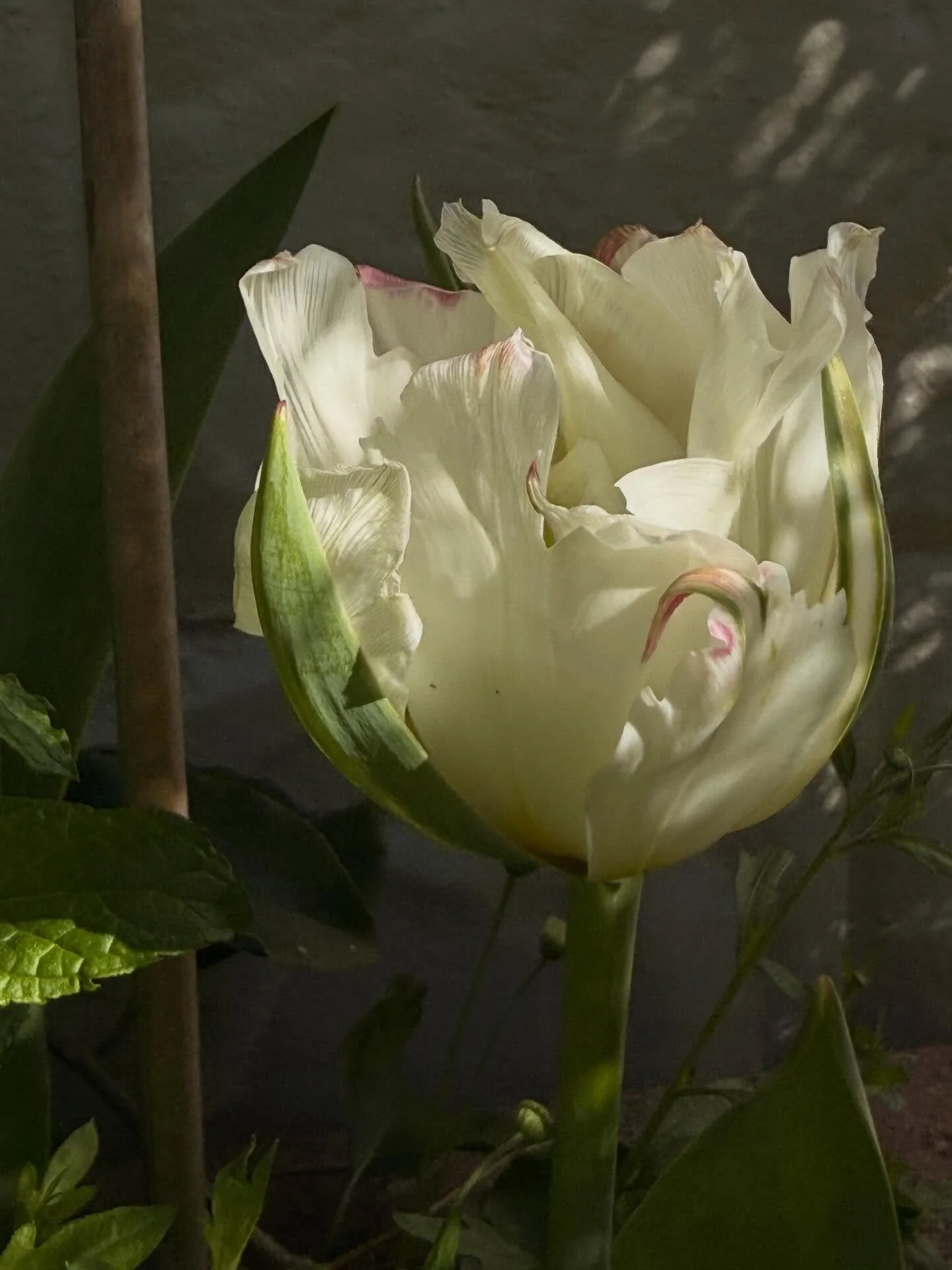 goes without saying we are a little fanatical about flowers. the blooms at the Cafe are going OFF. Happy Springtime! 🌱