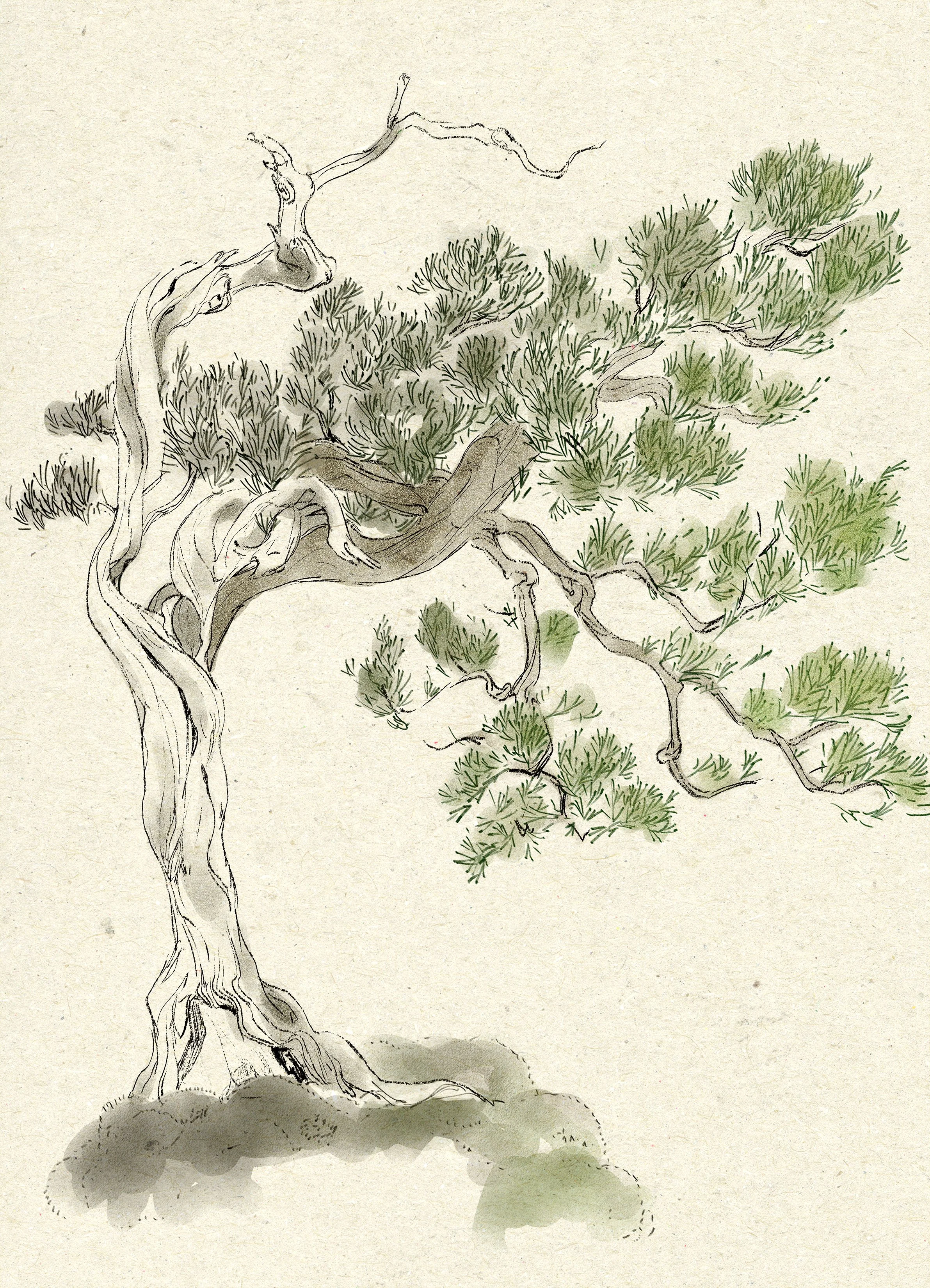 michelle-bonsai-shaded.jpg