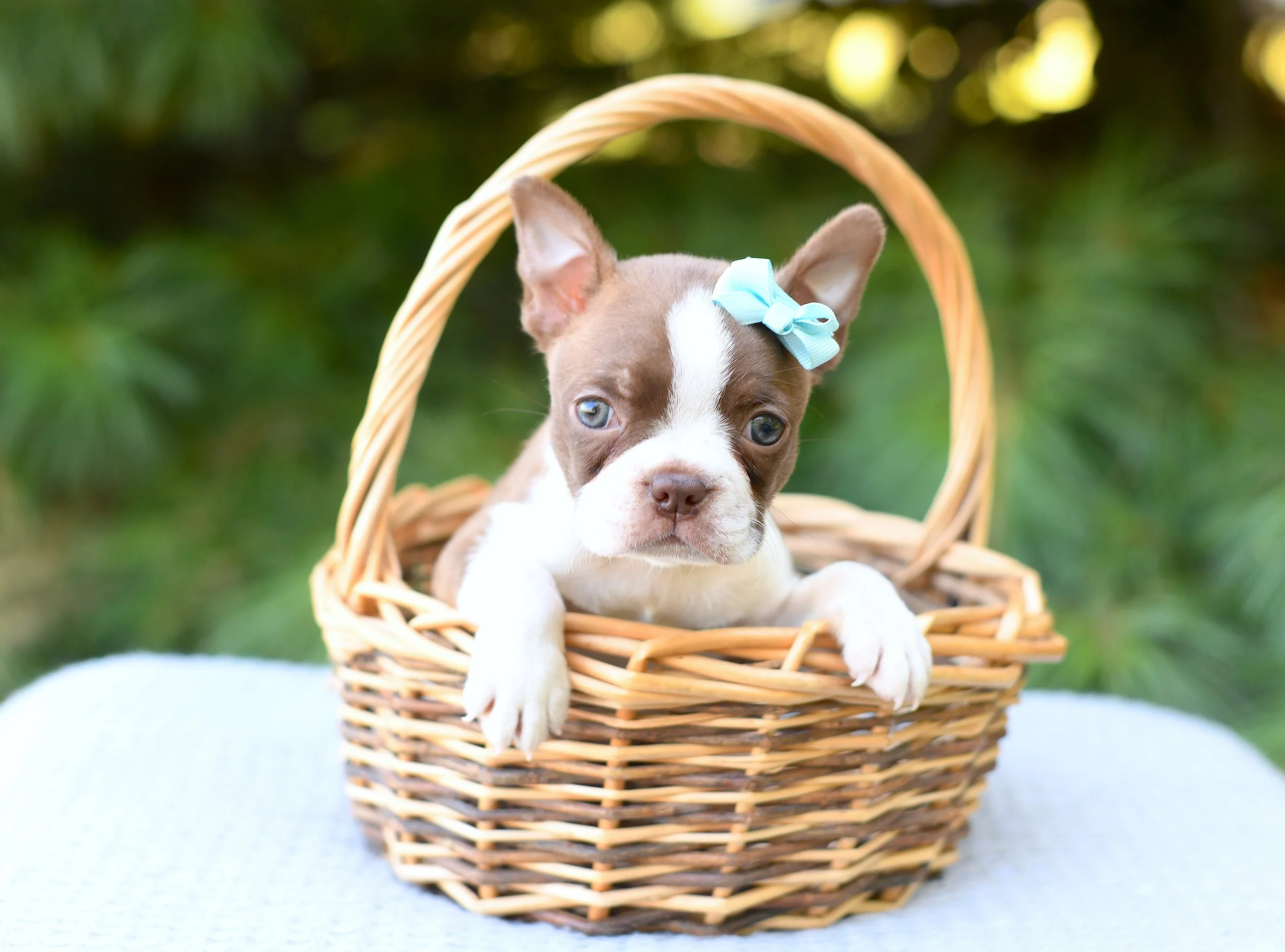 Custella- AKC Boston Terrier Female $1800