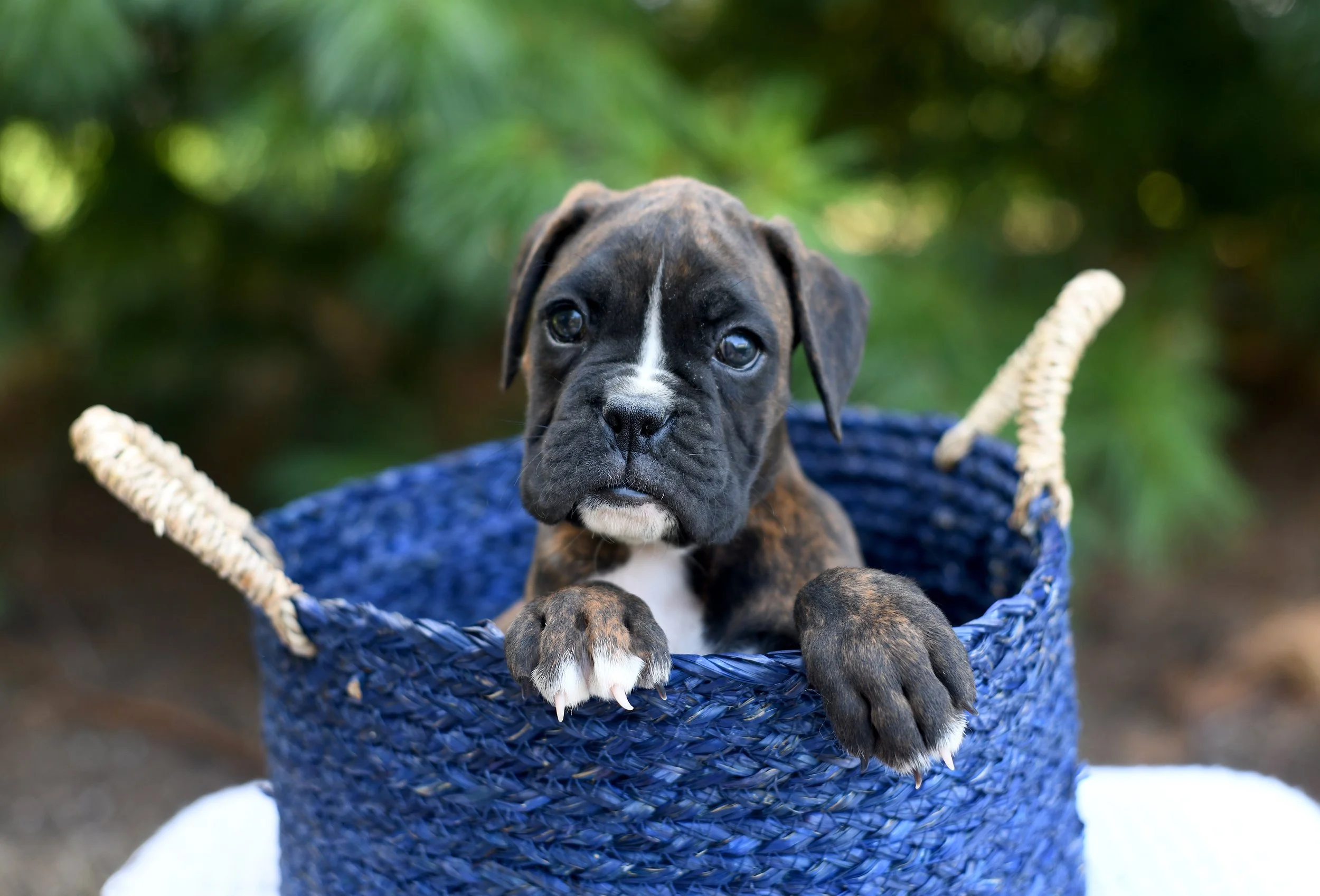 Denali AKC Boxer Female puppy looking for a wonderful home. Denali is in a brindle boxer in a blue wicker basket with greenery in the background. She has a content expression.