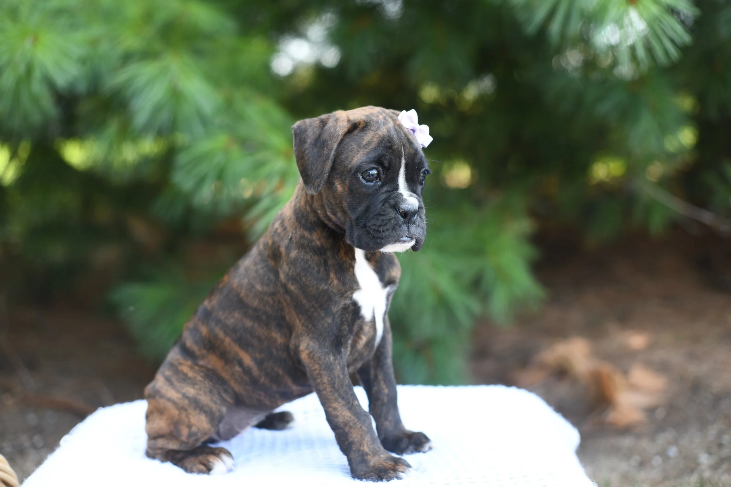 Denali AKC Boxer Female puppy looking for a wonderful home. Denali is in a brindle boxer posing on a white blanket with greenery in the background. She has a content expression.