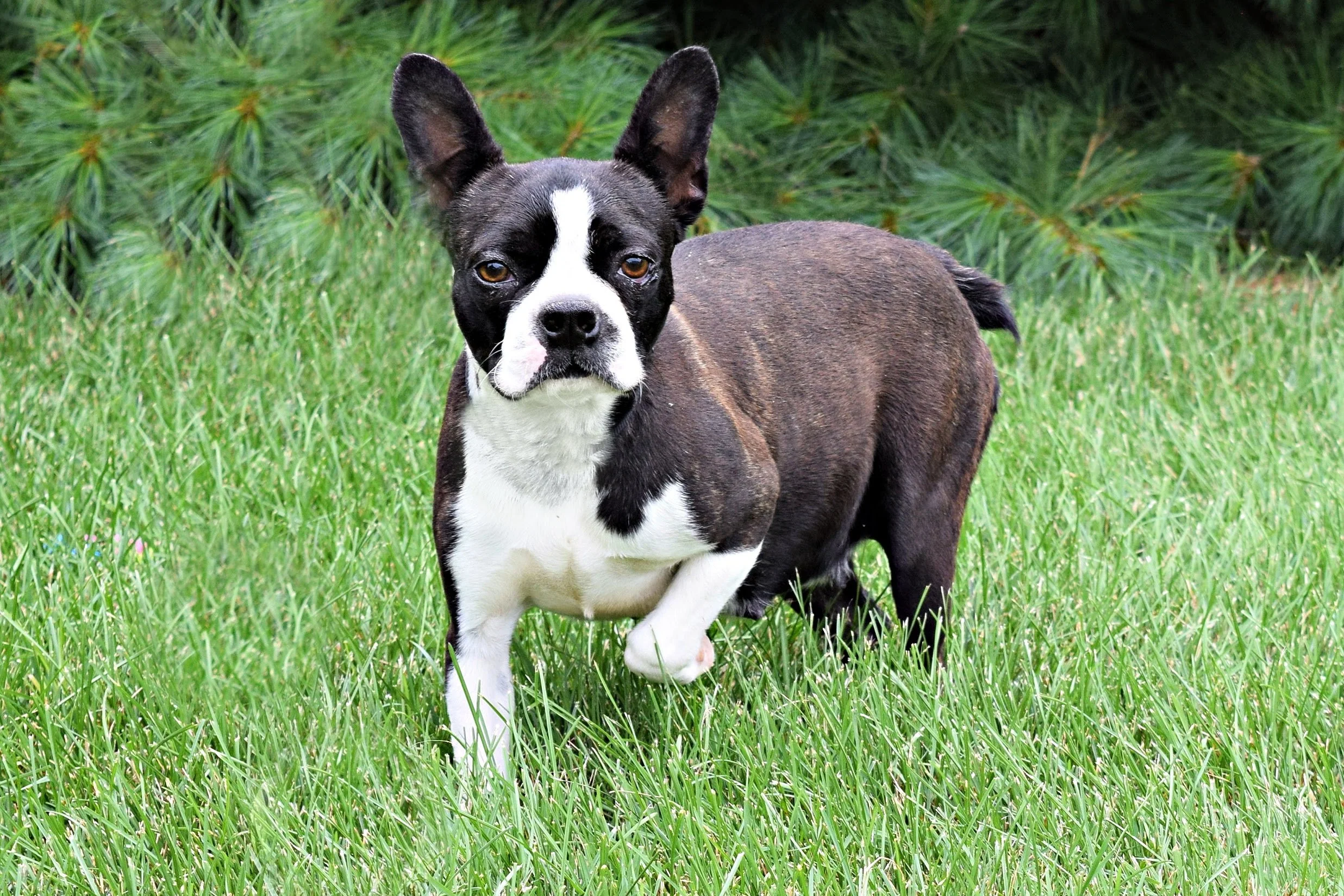 A black and white AKC Boston Terrier dog standing on green grass with pine tree bushes in the background.