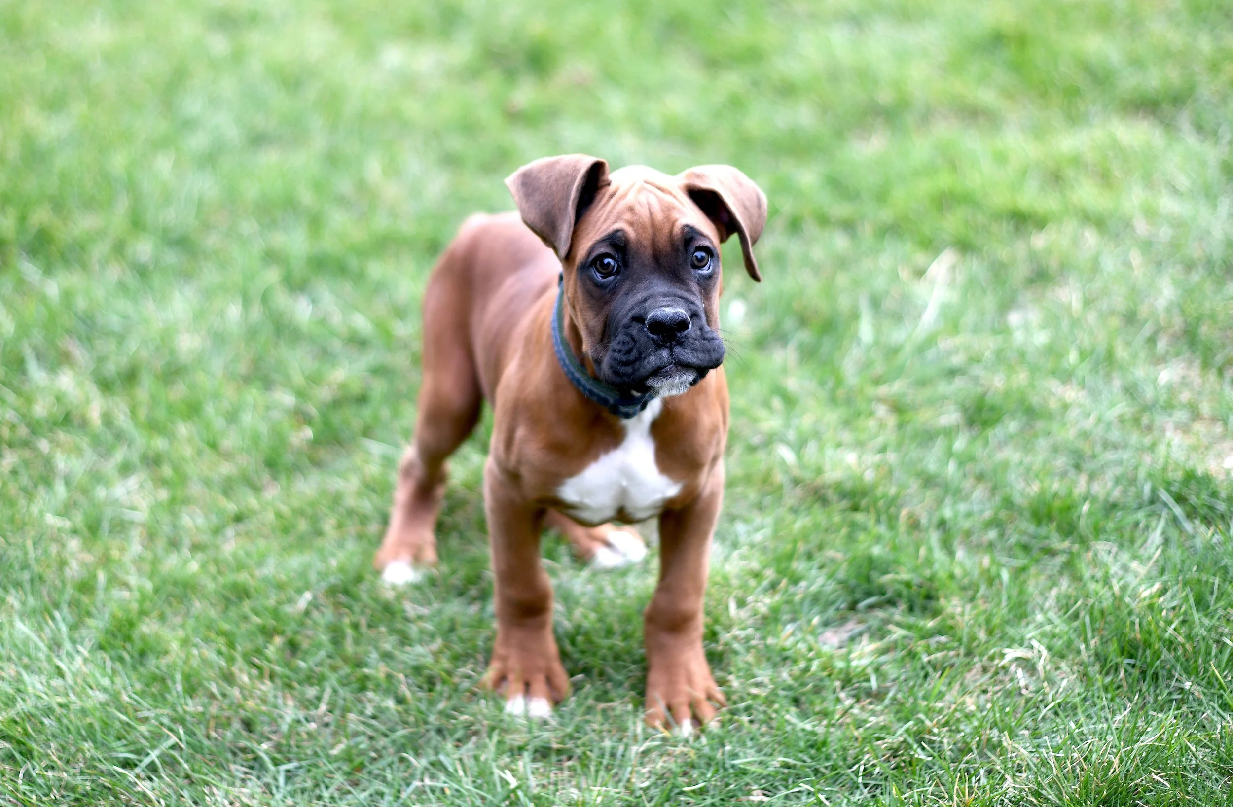 AKC Fawn Boxer male with black mask standing in the grass with an excited expression