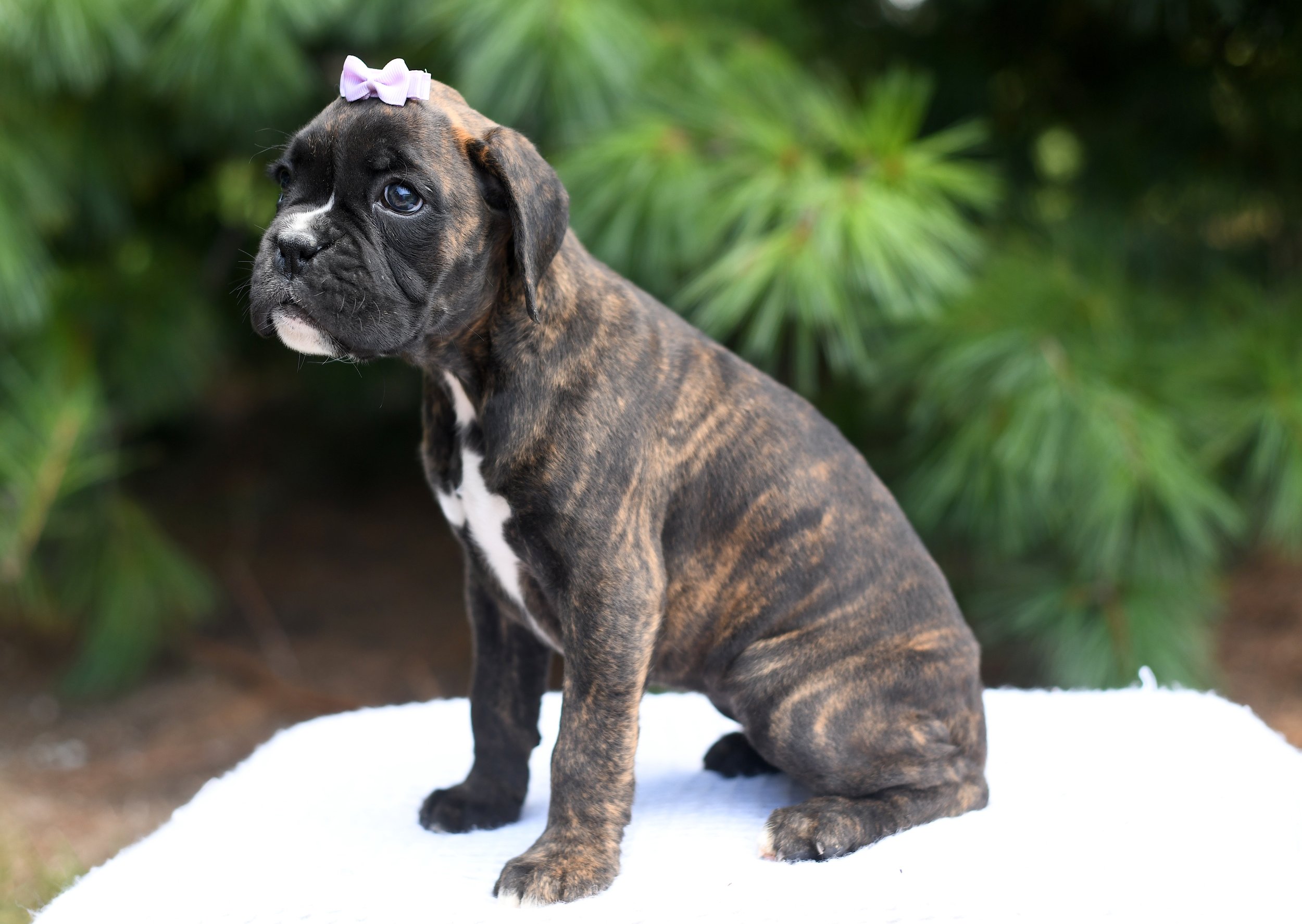 Donna AKC brindle boxer female with a content facial expression sitting with greenery in the background