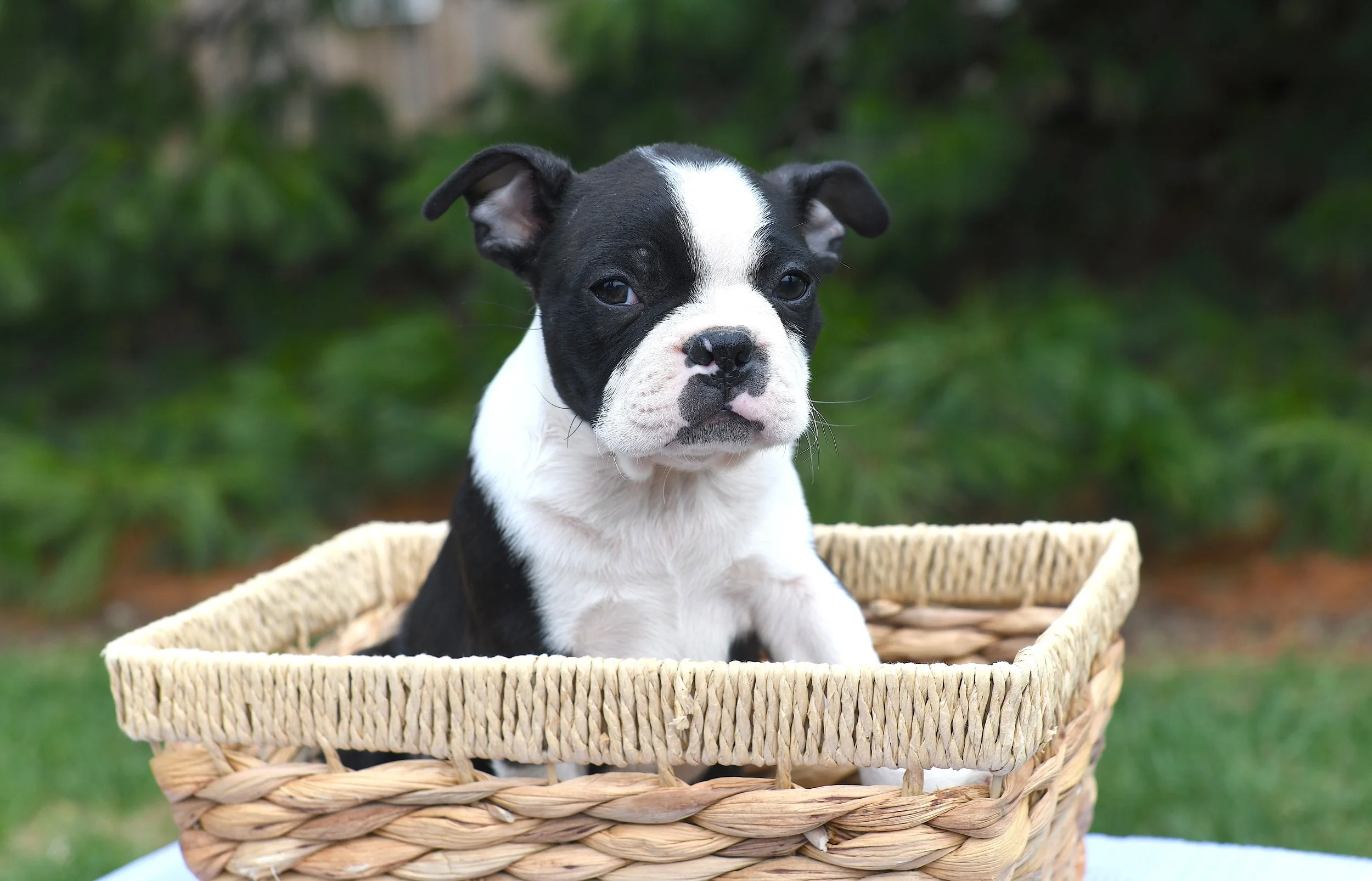 Iniko AKC Boston Terrier