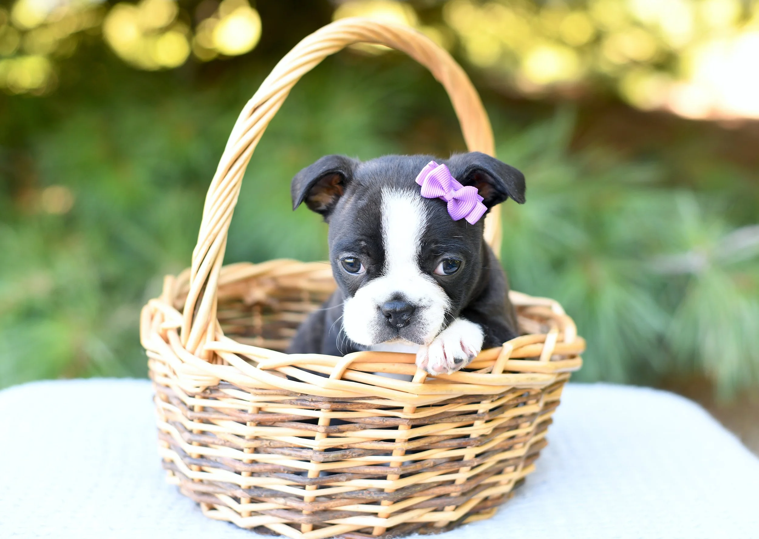 Colisa- AKC Female Boston Terrier $1800