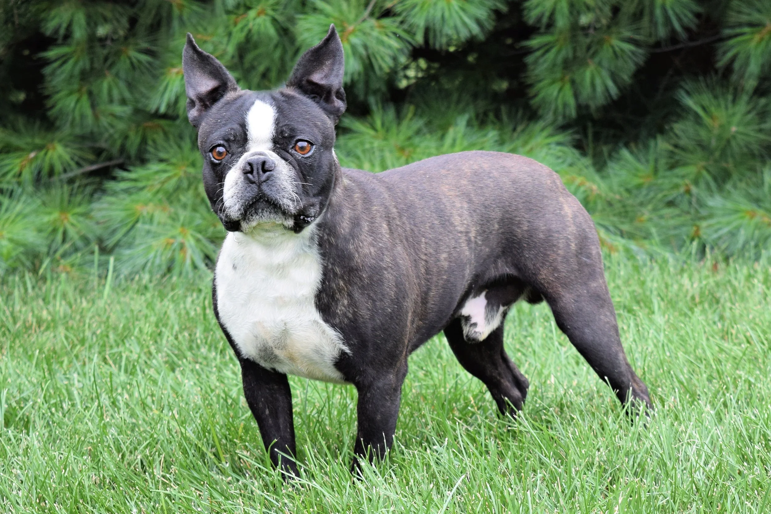 An AKC Boston Terrier male standing on green grass with a background of pine tree foliage.
