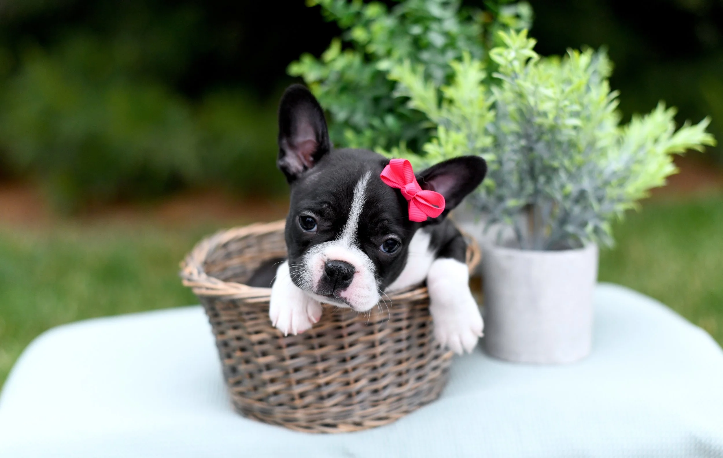 Brooklyn- AKC Boston Terrier $1700