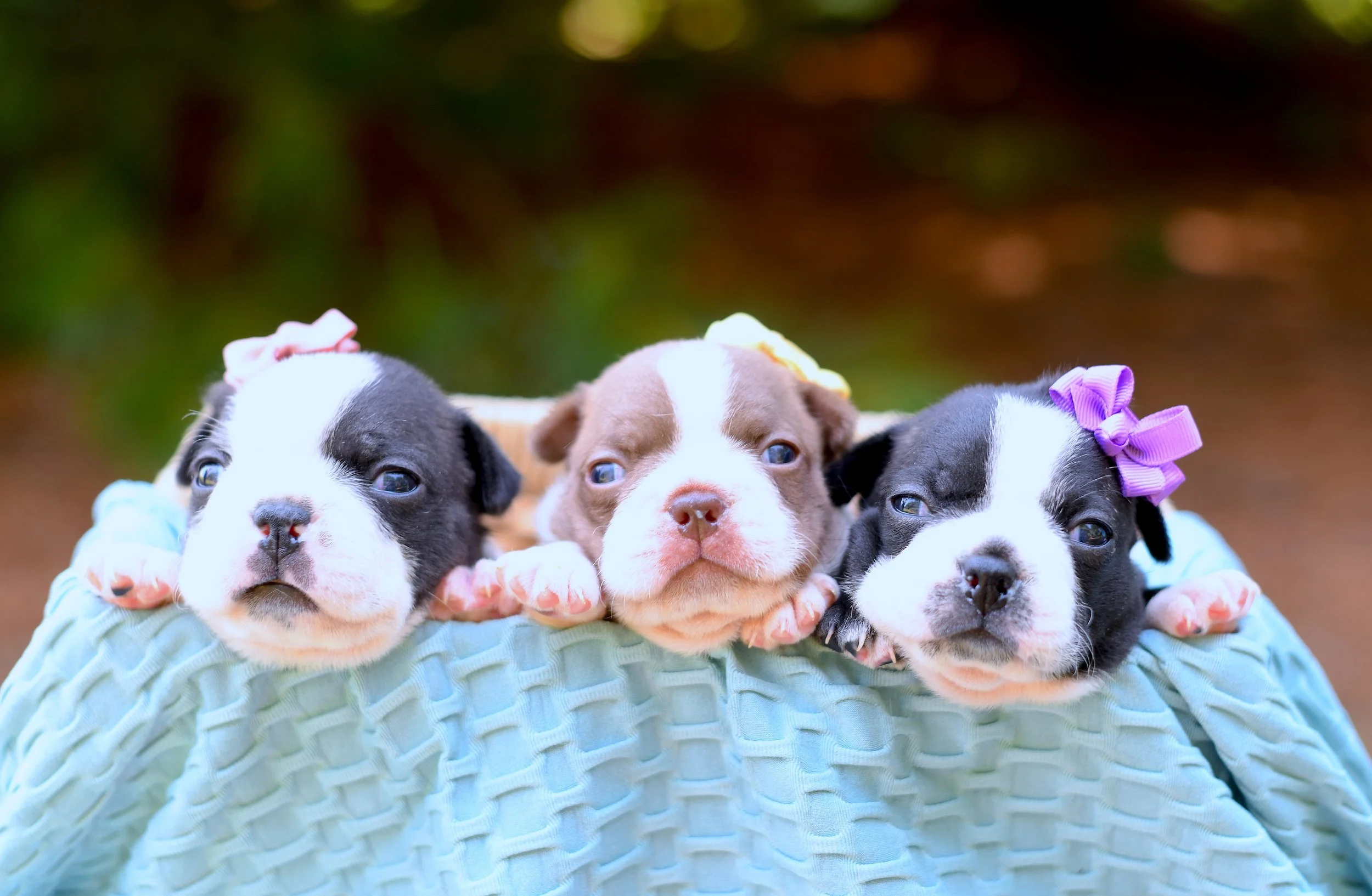 Three AKC Boston Terrier  puppies with decorated bows on their heads, lying on a light blue knitted blanket, with a blurred background of greenery.