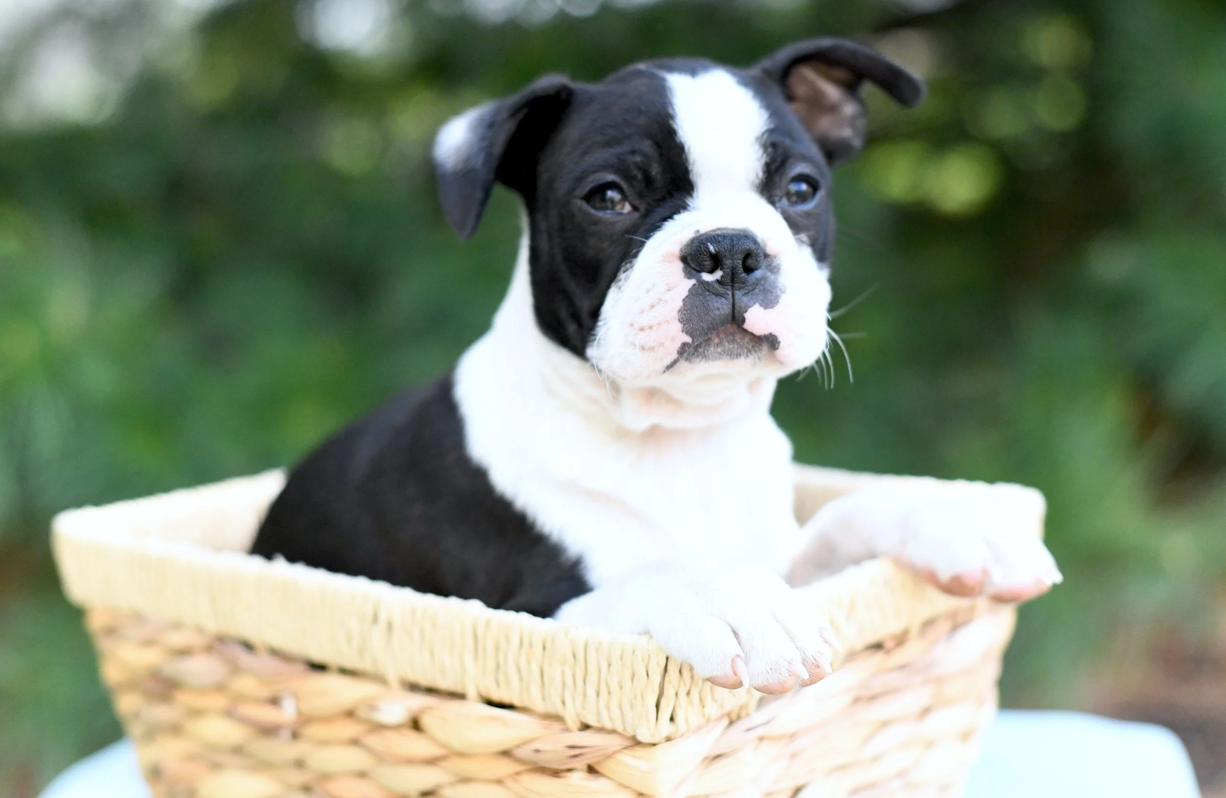 Iniko AKC Boston Terrier