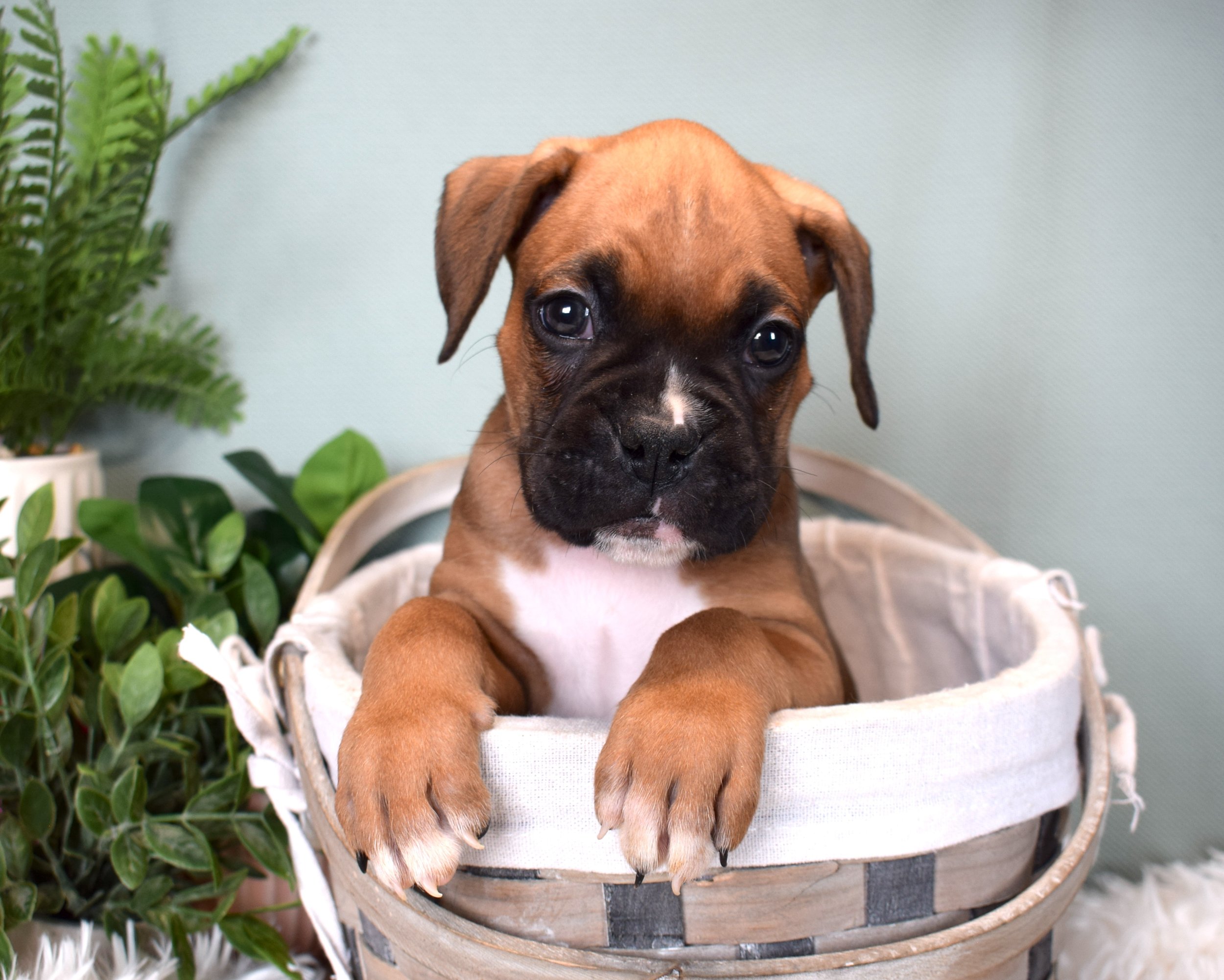 AKC boxer male in a wicker basket with greenery in the background