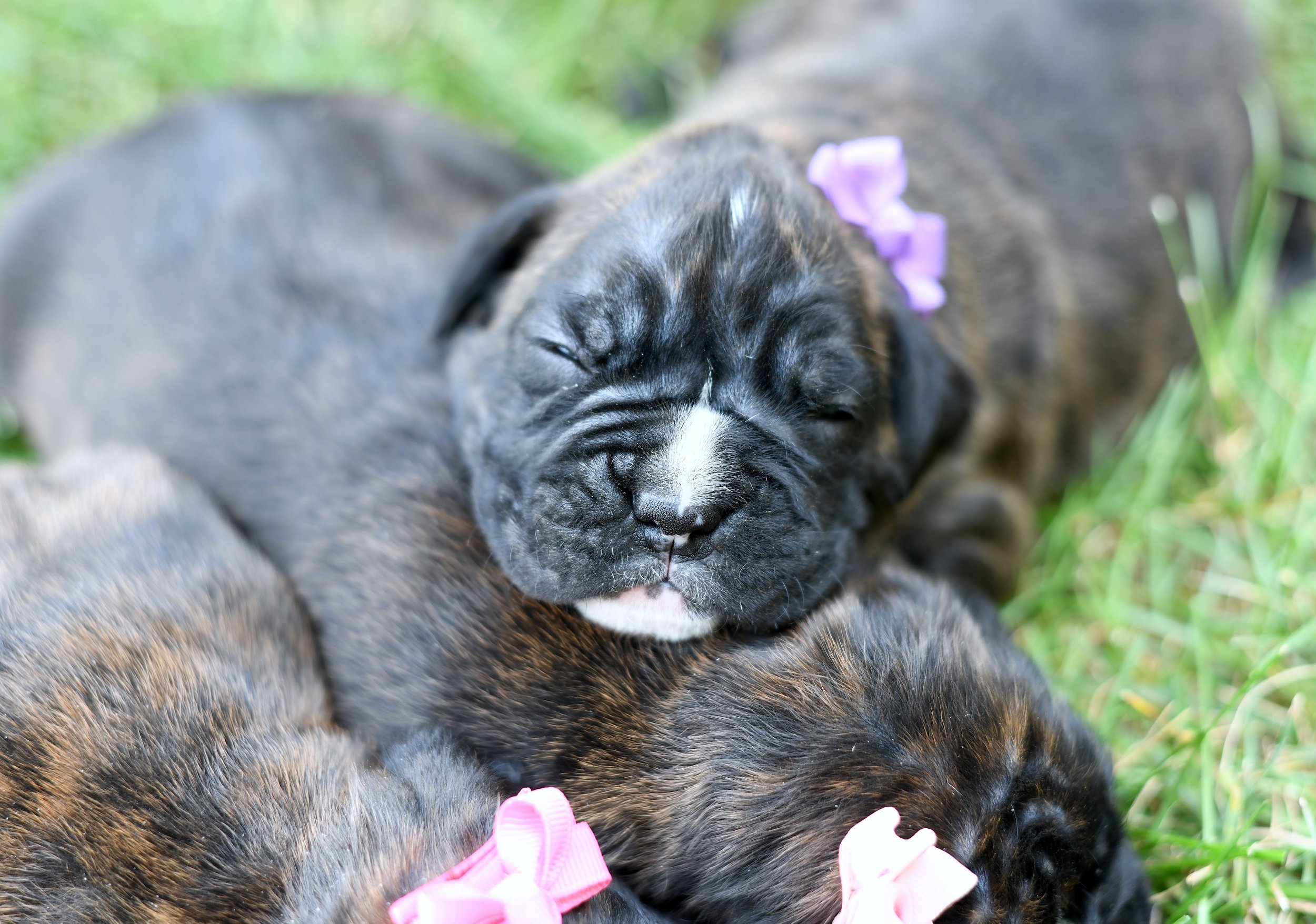 Close-up of a brindle boxer puppy sleeping outdoors on grass, with a purple ribbon around its neck. Brindle boxer puppy sleeping with her sisters on a warm sunny day. Boxers wearing bows.