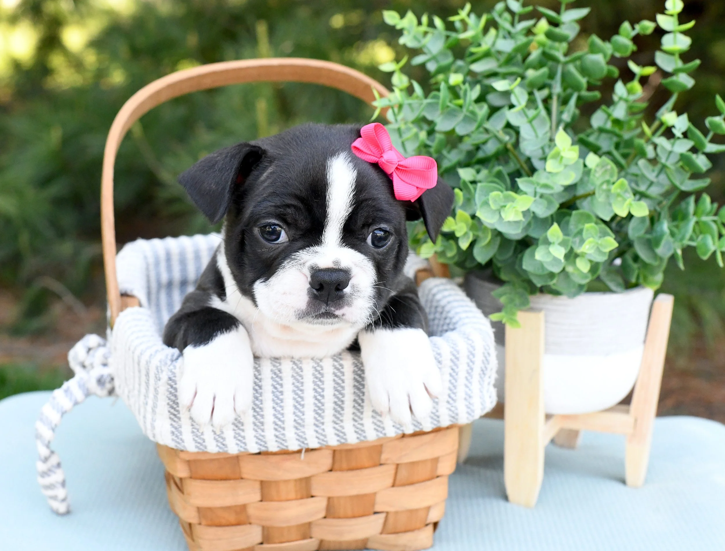 Abigail- AKC Boston Terrier $1500
