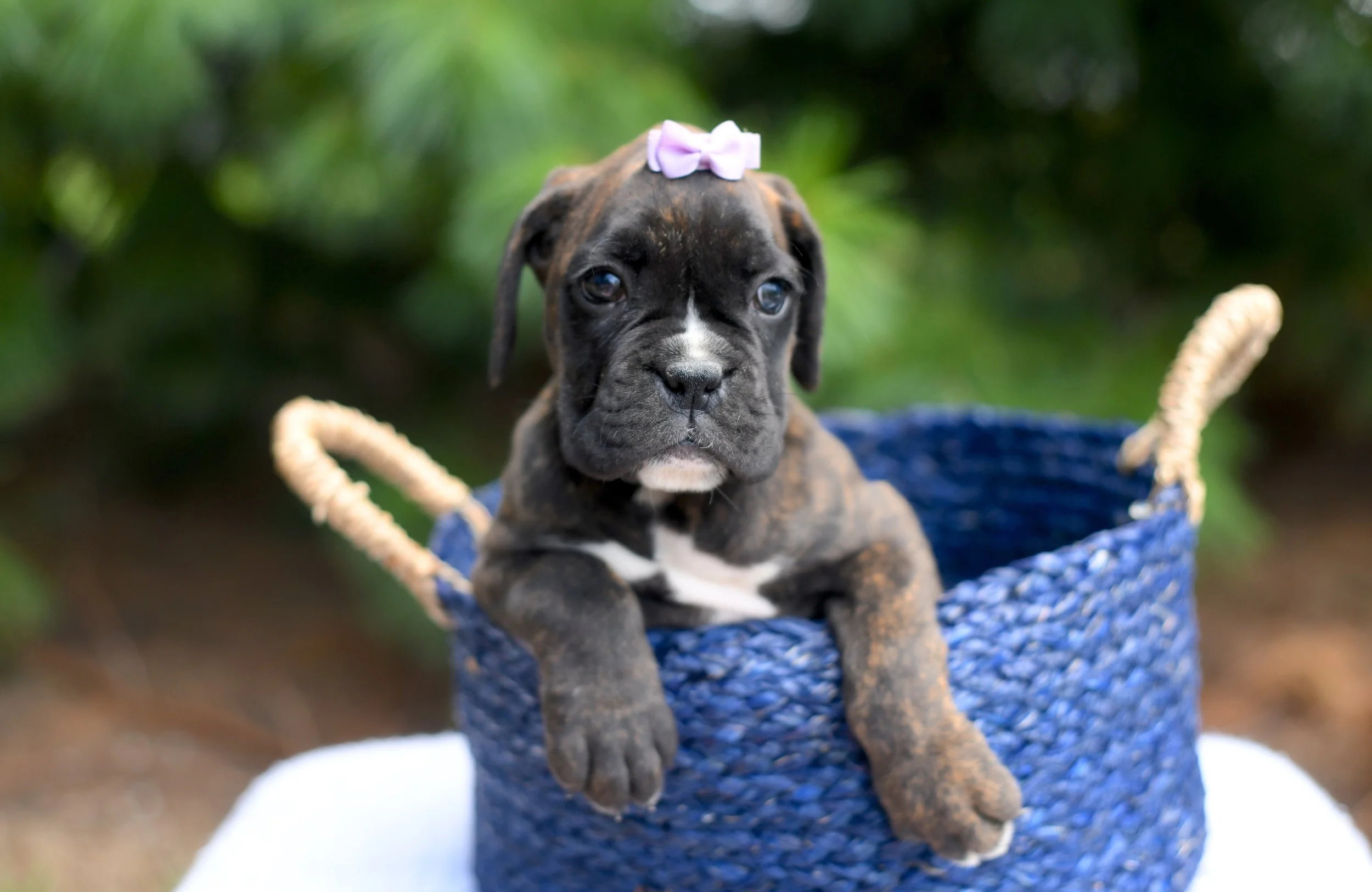 Donna AKC brindle boxer female with a content facial expression sitting in a blue wicker basket, greenery in the background