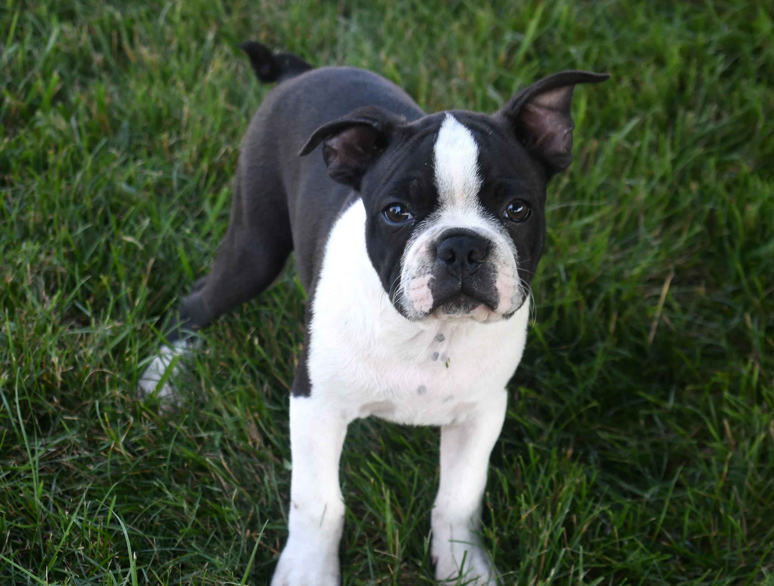 A black and white Boston Terrier puppy with a white stripe on its face, standing on green grass and looking directly at the camera.