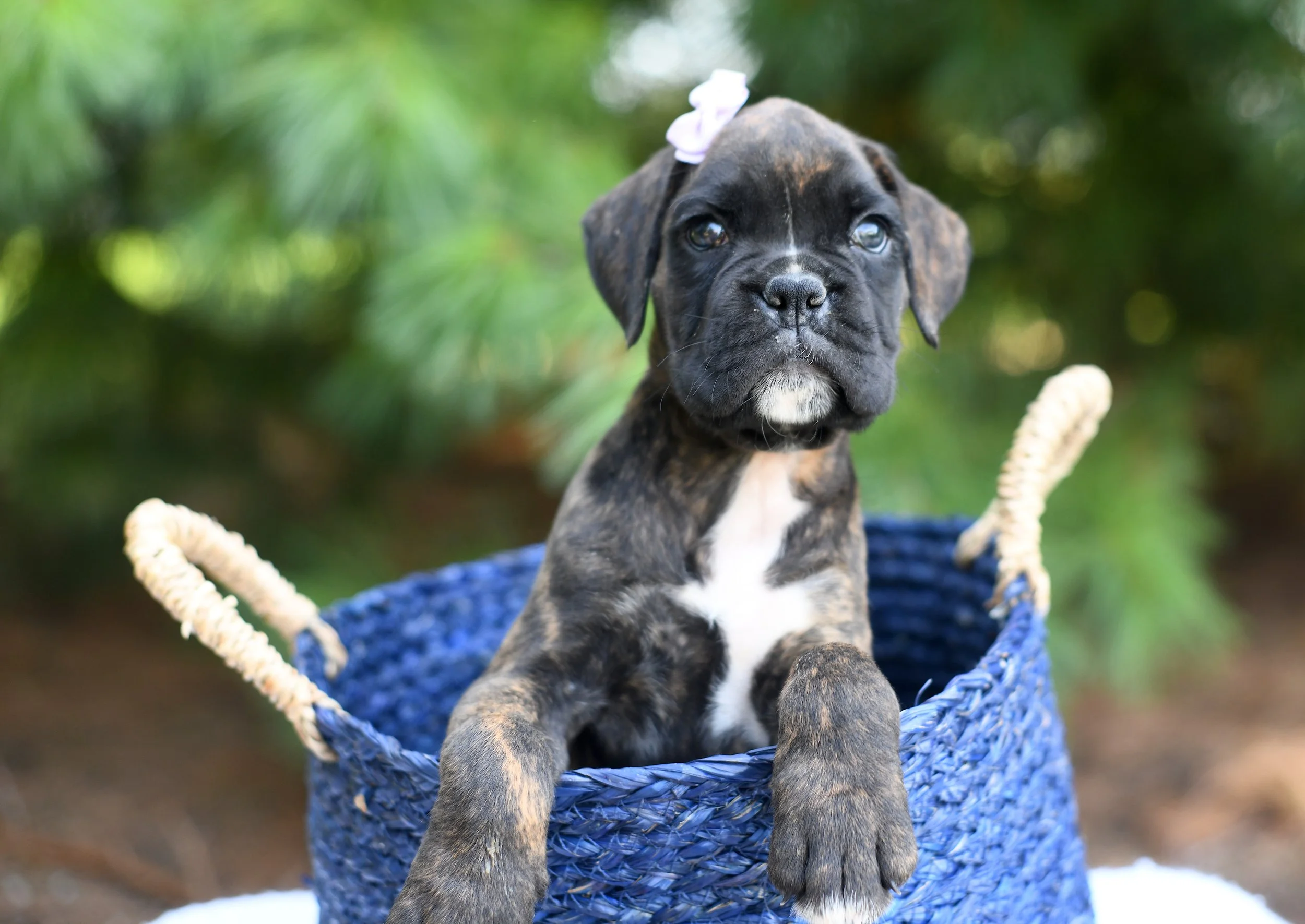 Destiny is an AKC Boxer brindle in color with an alert expression in a blue wicker basket with greenery in the background