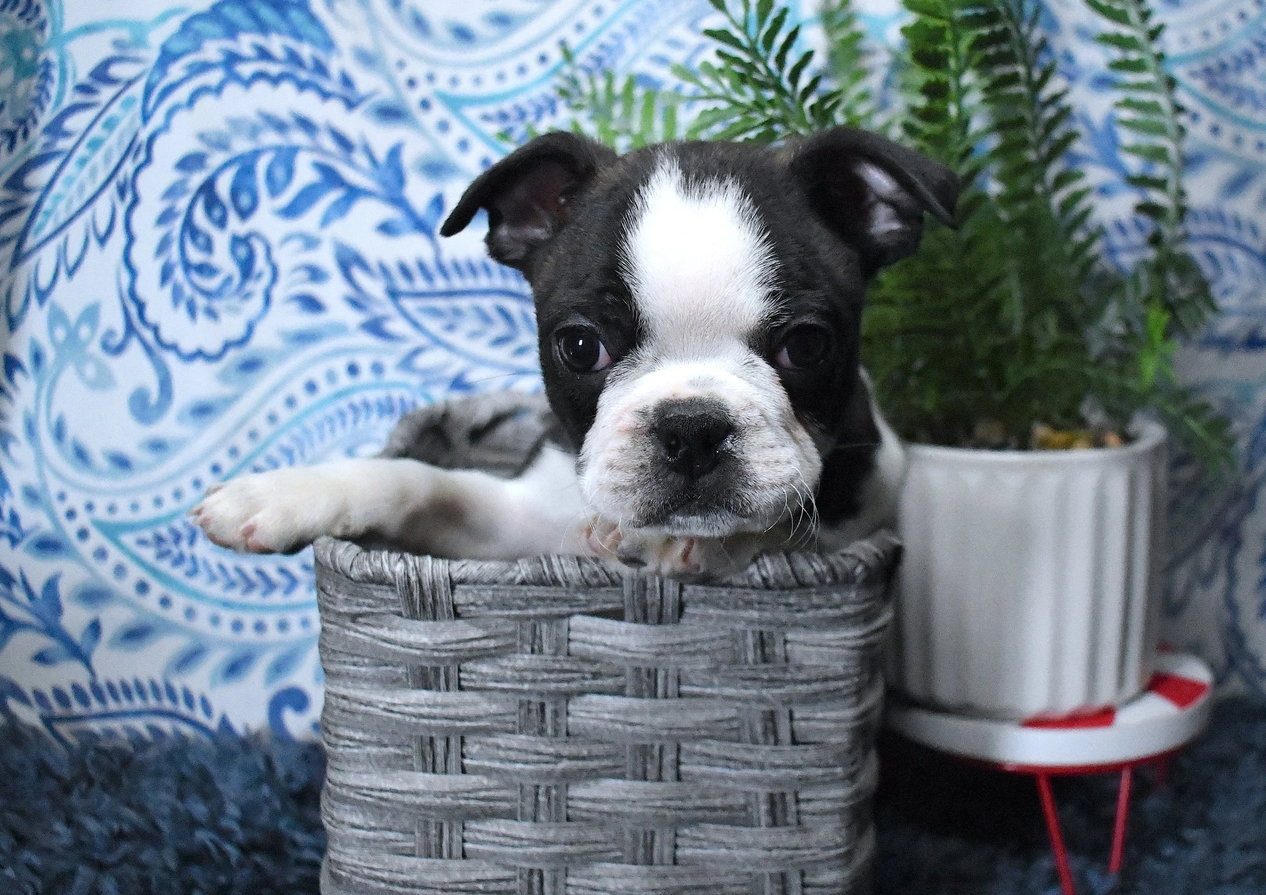 Maverick- AKC Boston Terrier Male