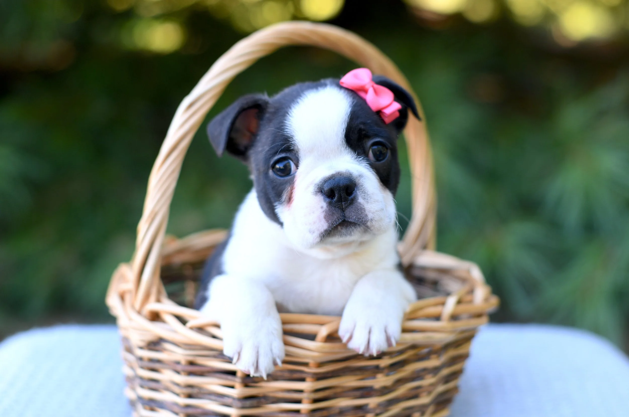 Chelsea- AKC Female Boston Terrier $1800