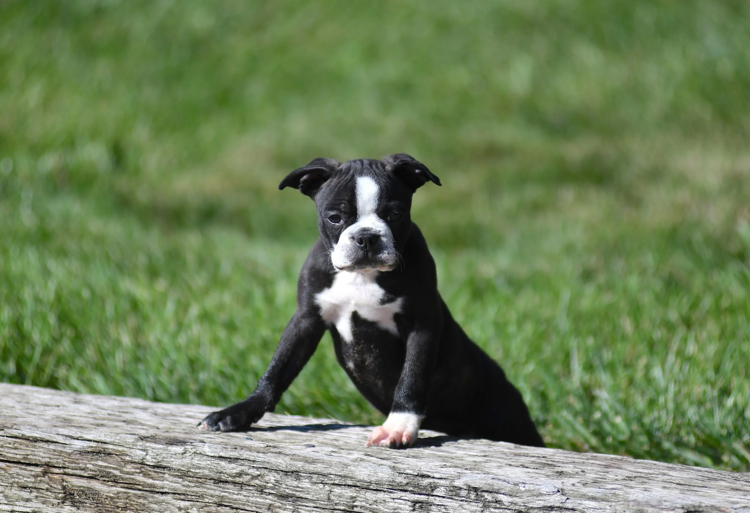 black and white AKC Boston Terrier female front paws on a log with a green background with an intrigued expression