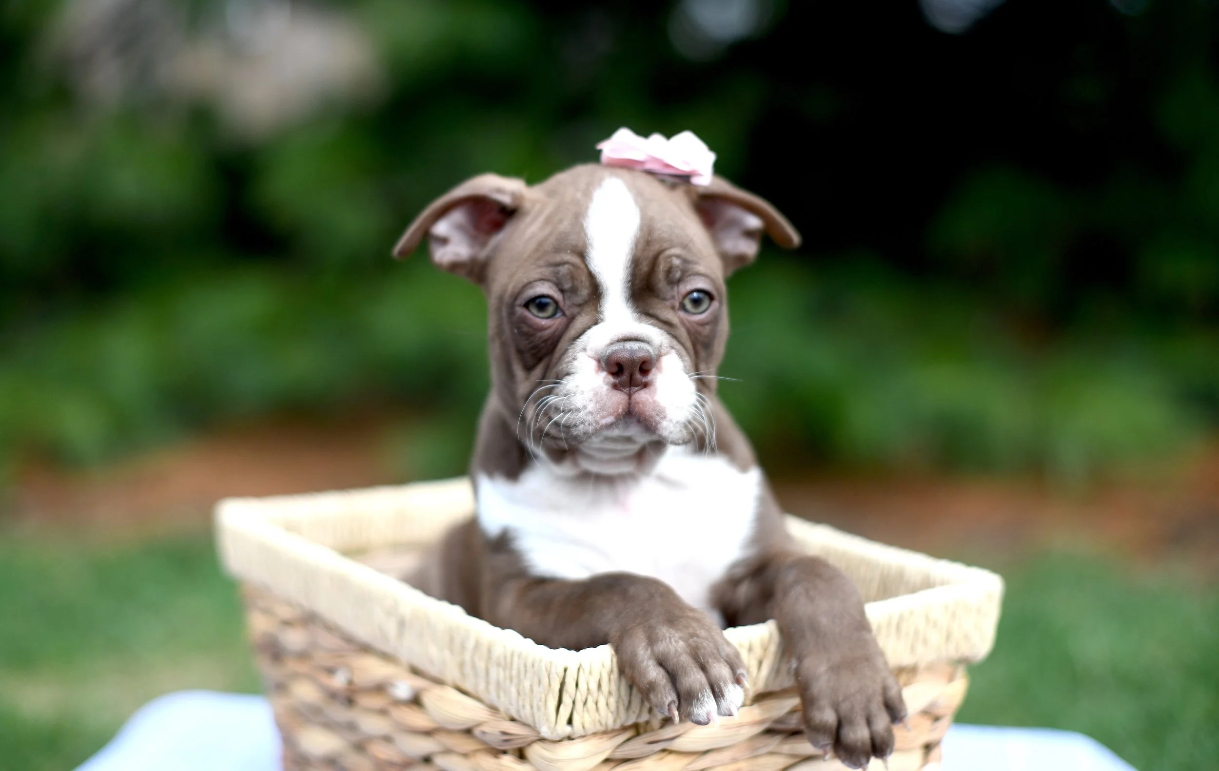 Rosaline AKC Boston Terrier