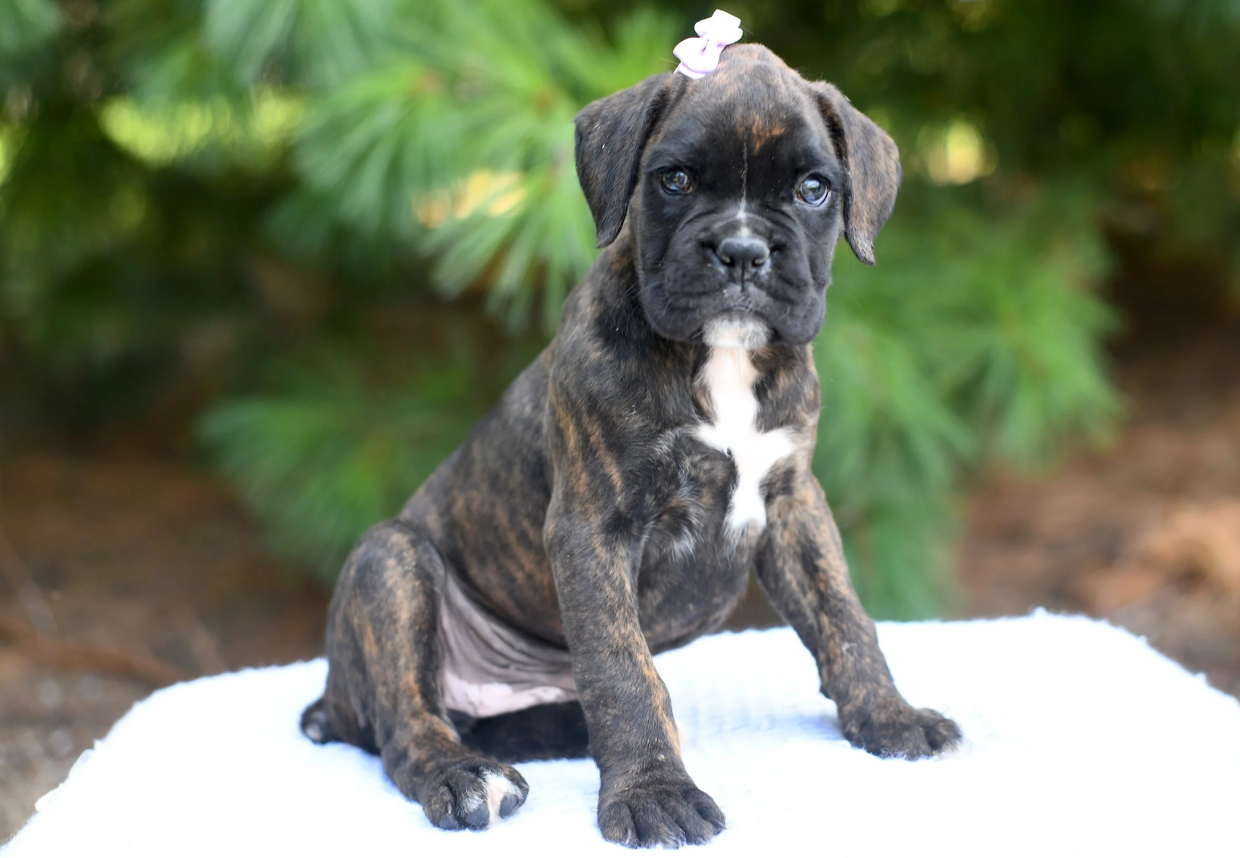 Destiny is an AKC Boxer brindle in color with an alert expression in a blue wicker basket with greenery in the background