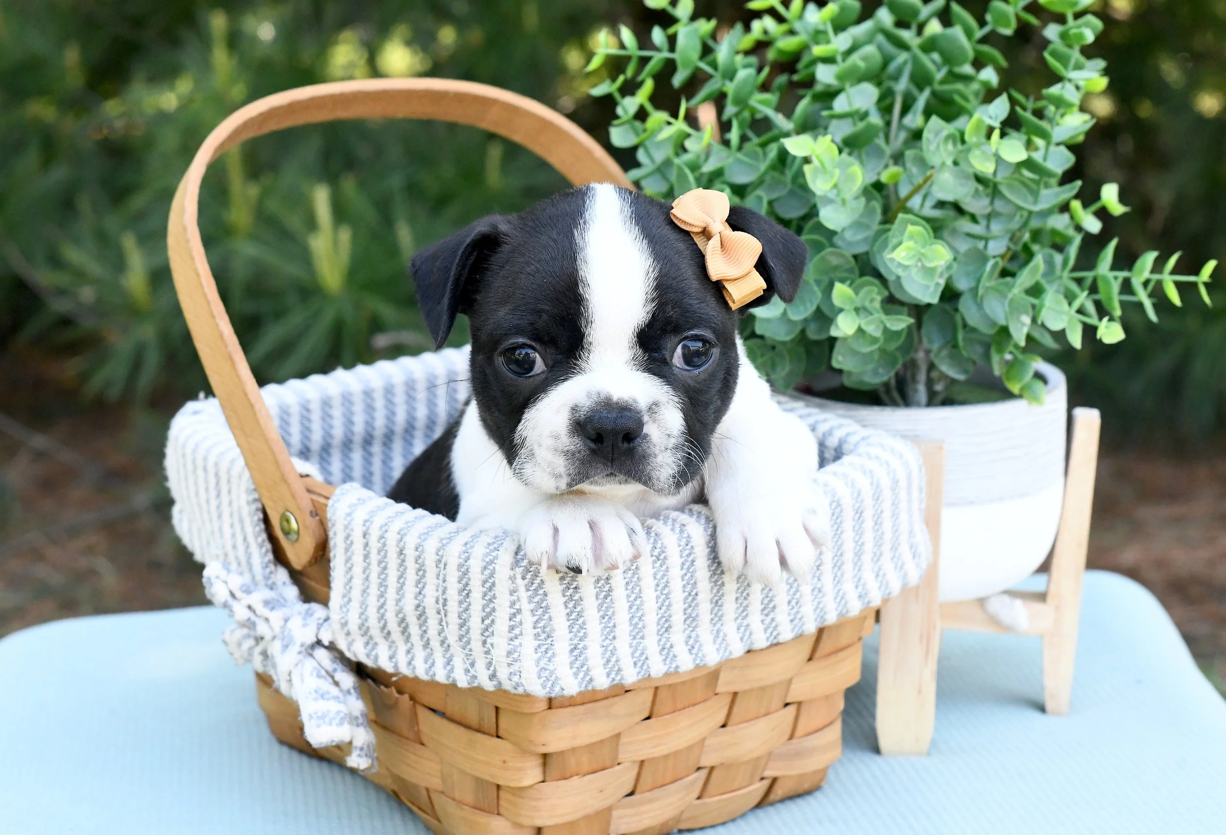Addison- AKC Boston Terrier $1500
