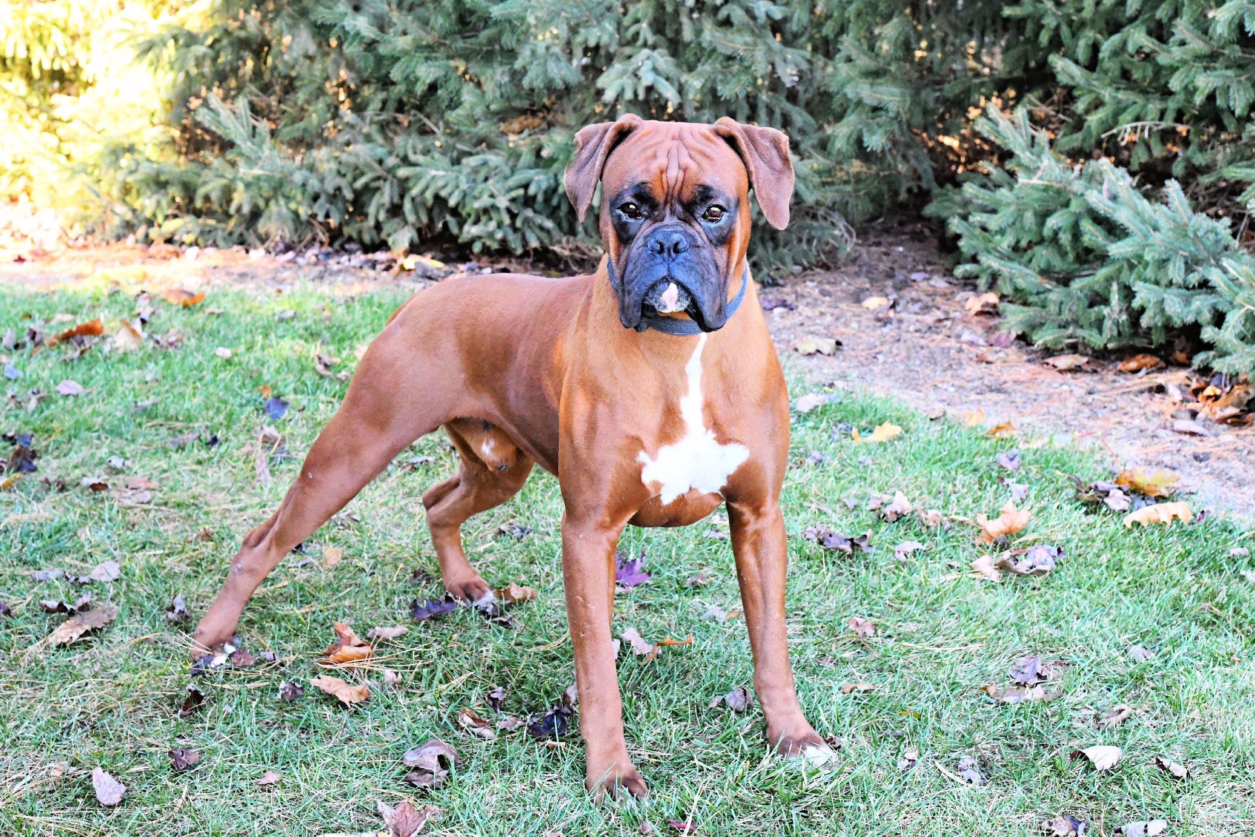 A fawn AKC Boxer Male dog with a white chest and black mask standing on grass in front of pine trees. He has champion bloodlines. his father is a champion and his paternal grandfather is a grand champion.