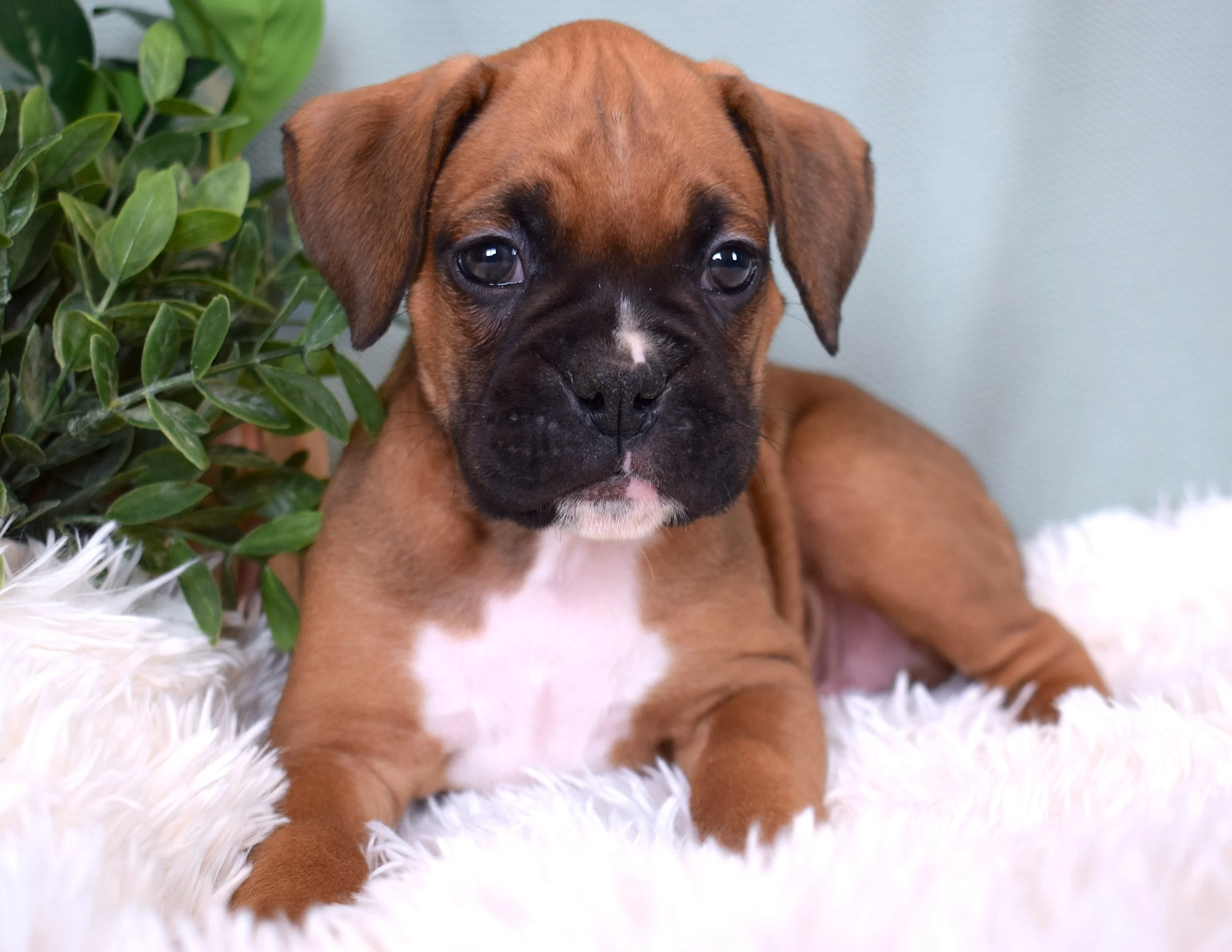 Female fawn AKC Boxer puppy laying on a fluffy white blanket with greenery in the background