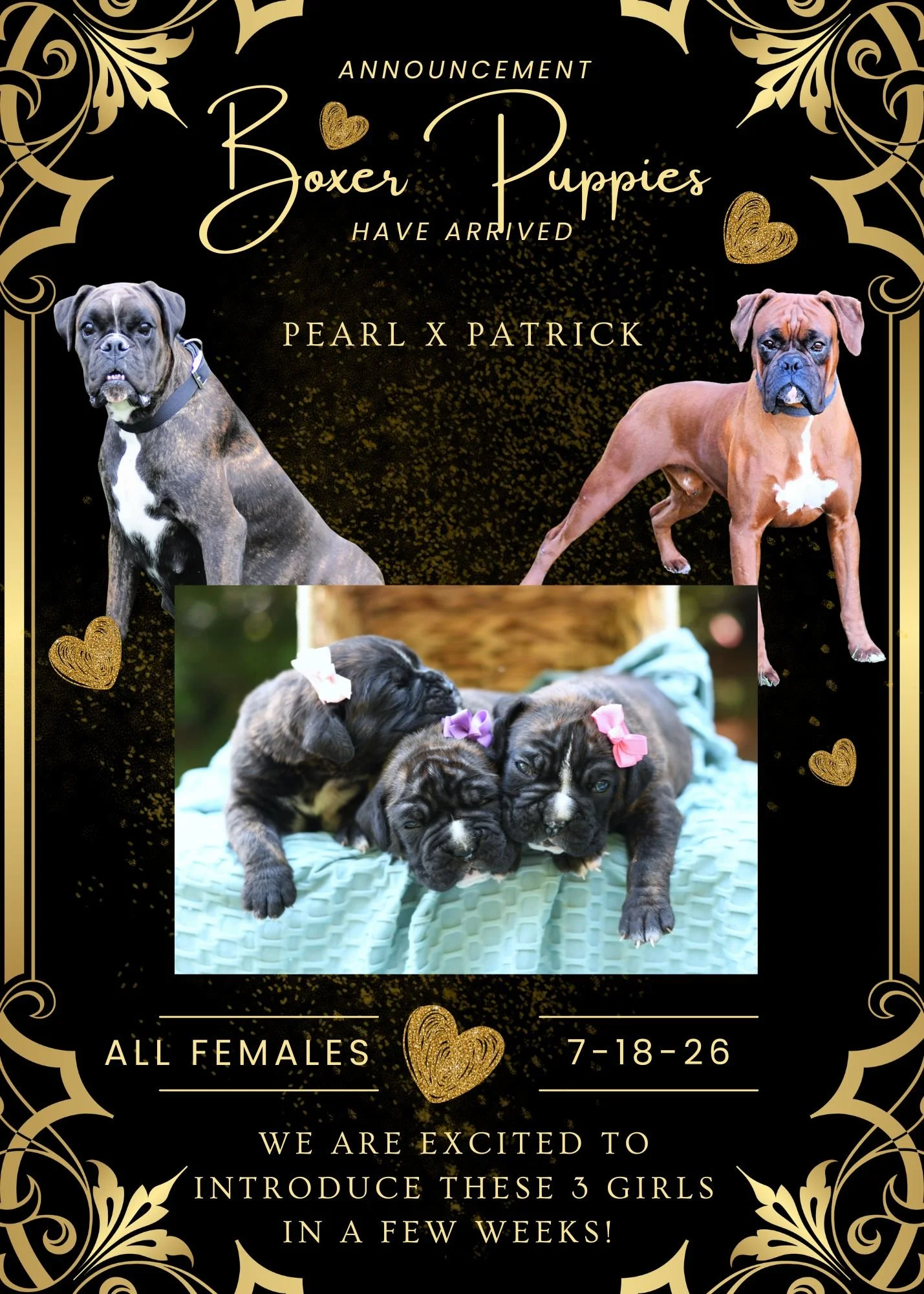 Announcement for Boxer puppies with a black background, gold decorative borders, and gold hearts. It features images of two adult Boxer dogs and a picture of three Boxer puppies with pink and purple bows. The text states the puppies are all female, born on July 18, 2026, and will be available in a few weeks.