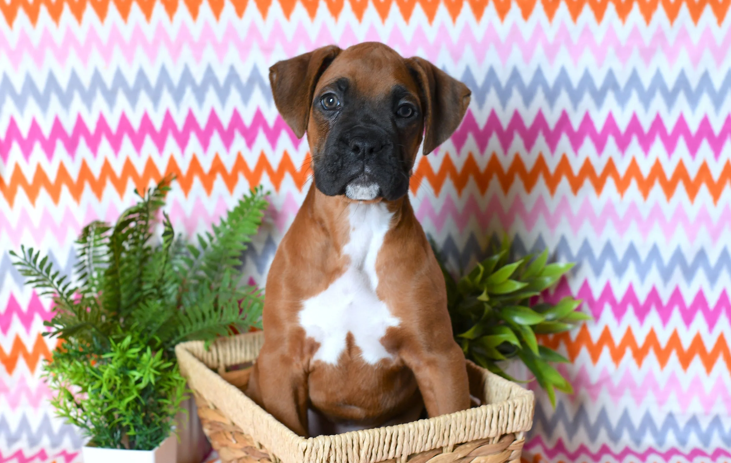 AKC fawn boxer sitting in a wicker basket with an excited expression and a colorful background