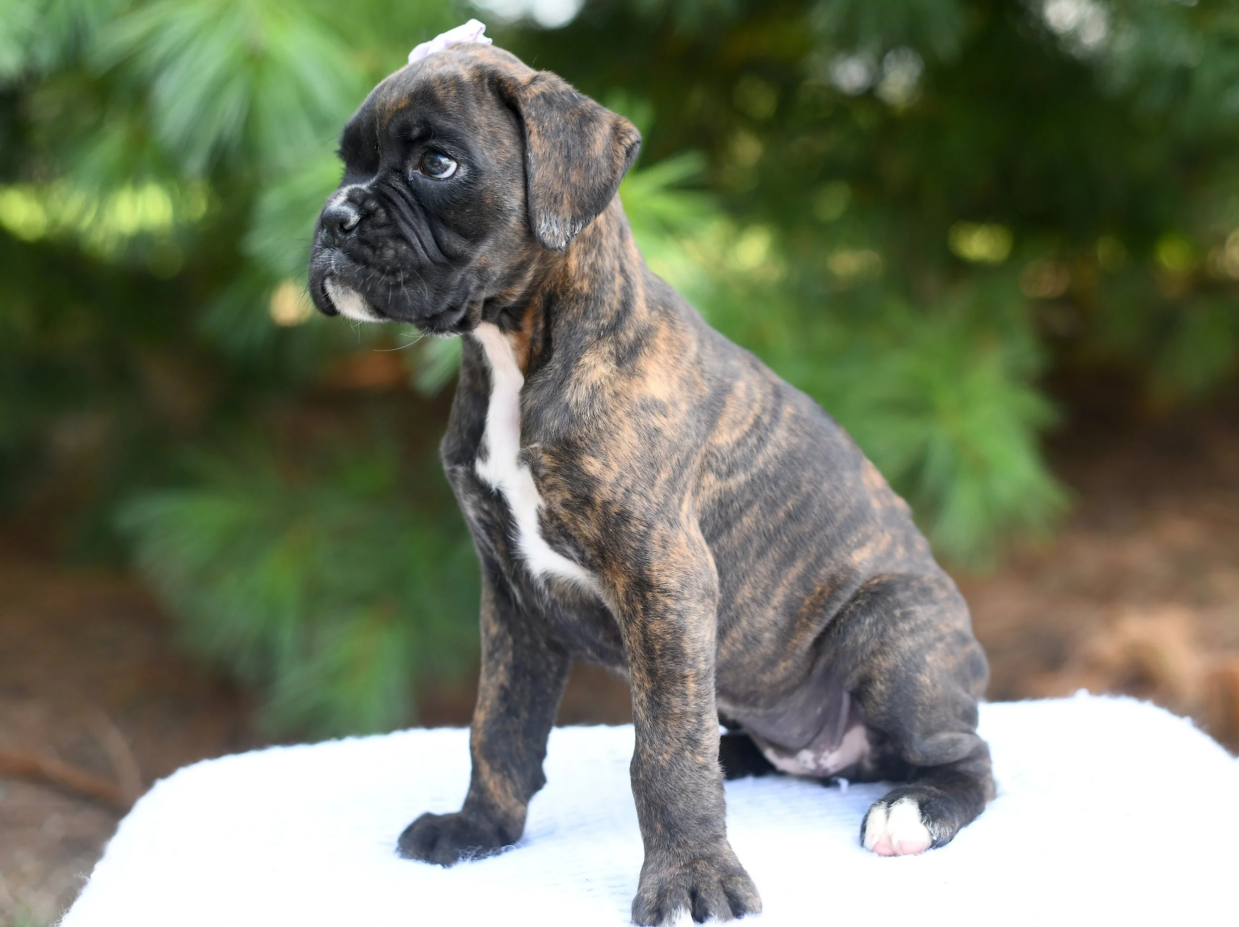 Destiny is an AKC Boxer brindle in color with an alert expression in a blue wicker basket with greenery in the background