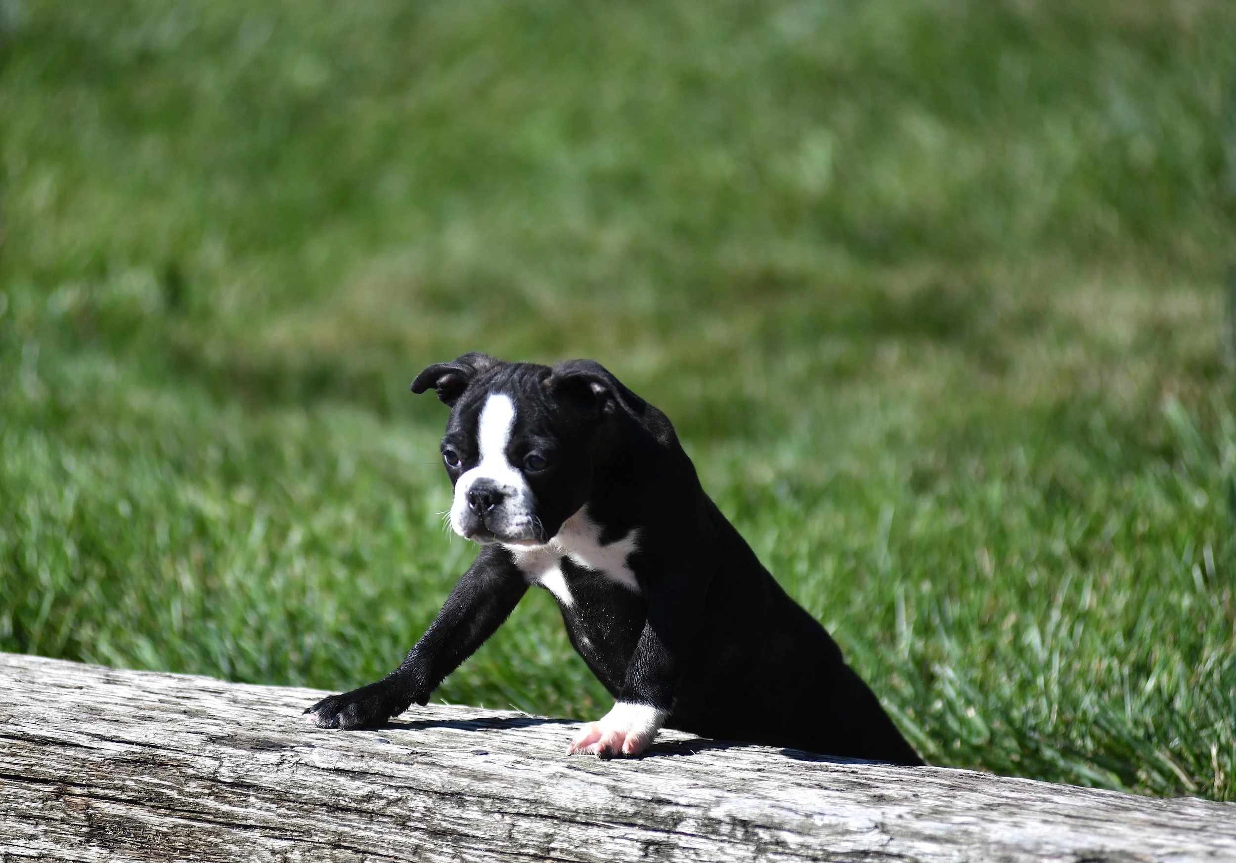 black and white AKC Boston Terrier female front paws on a log with a green background with an intrigued expression