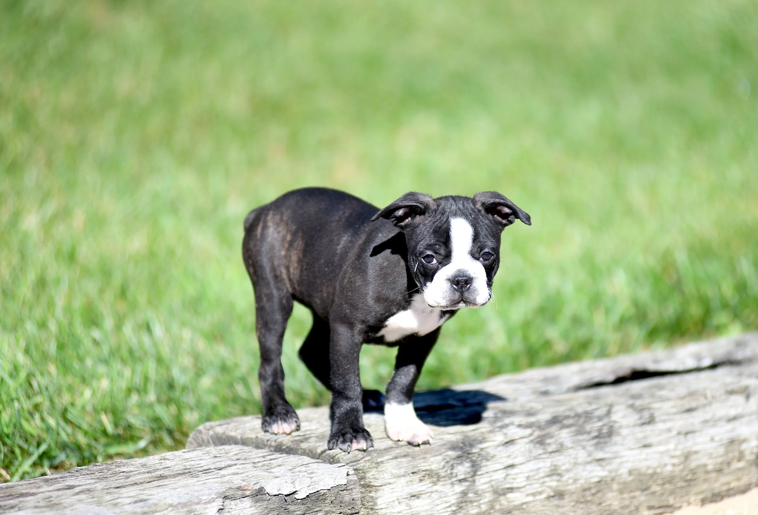 black and white AKC Boston Terrier female standing on a log with a green background with an intrigued expression